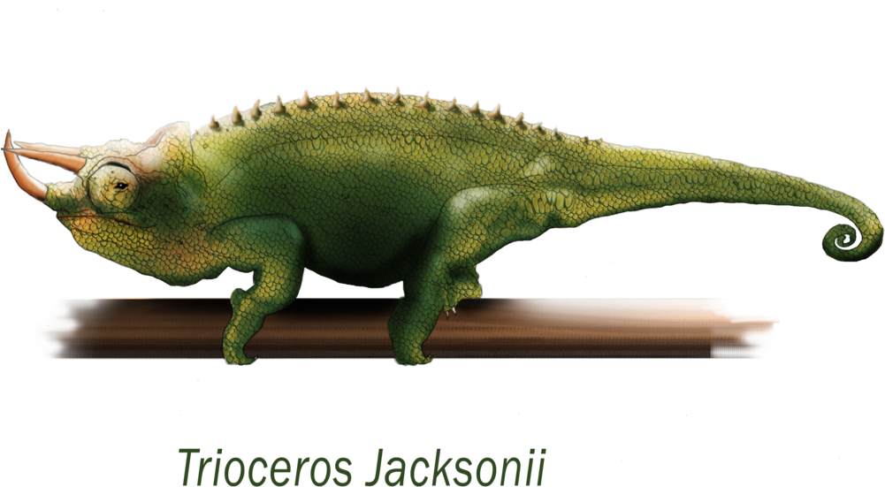 Jacksons Chameleon Triocerosjacksonii PNG