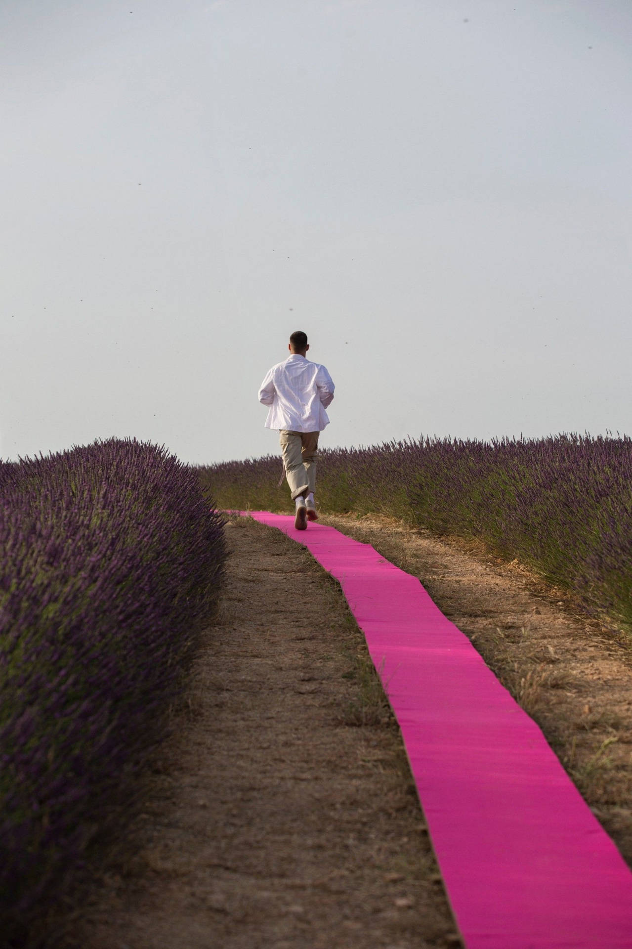 Jacquemuslaufsteg Im Lavendelfeld Wallpaper