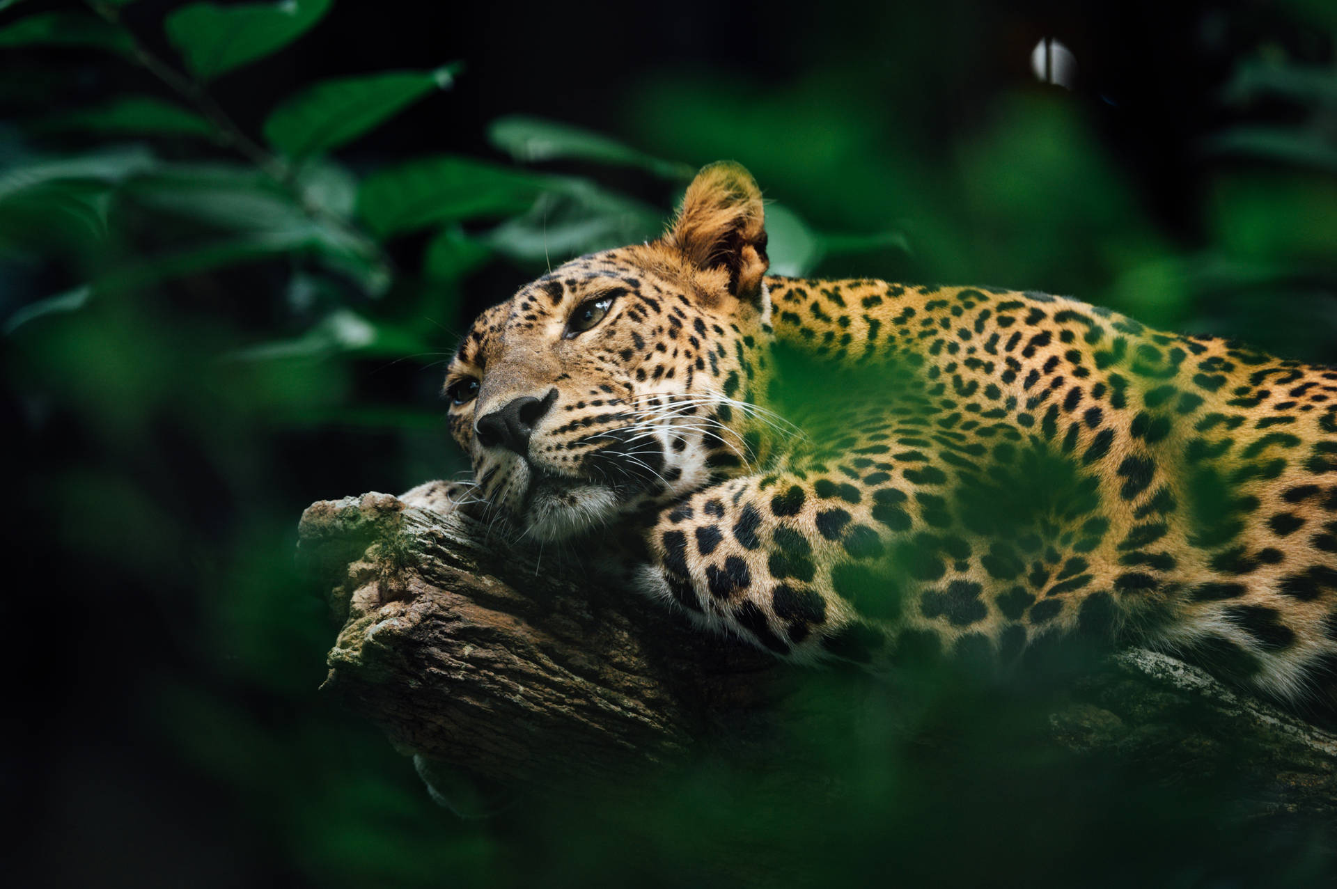 Jaguar At Amazon Forest Background