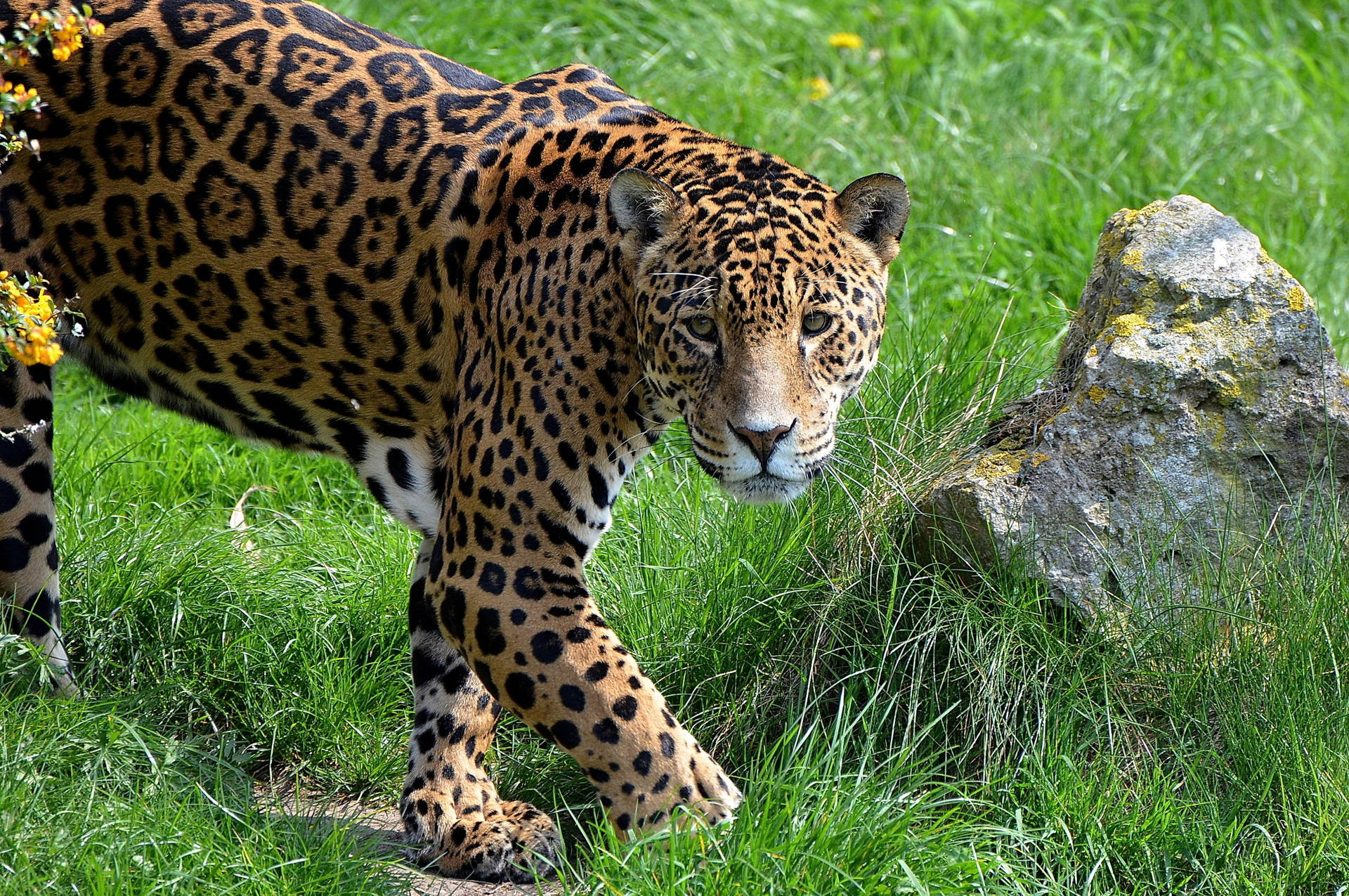 Jaguar At Grassland Background