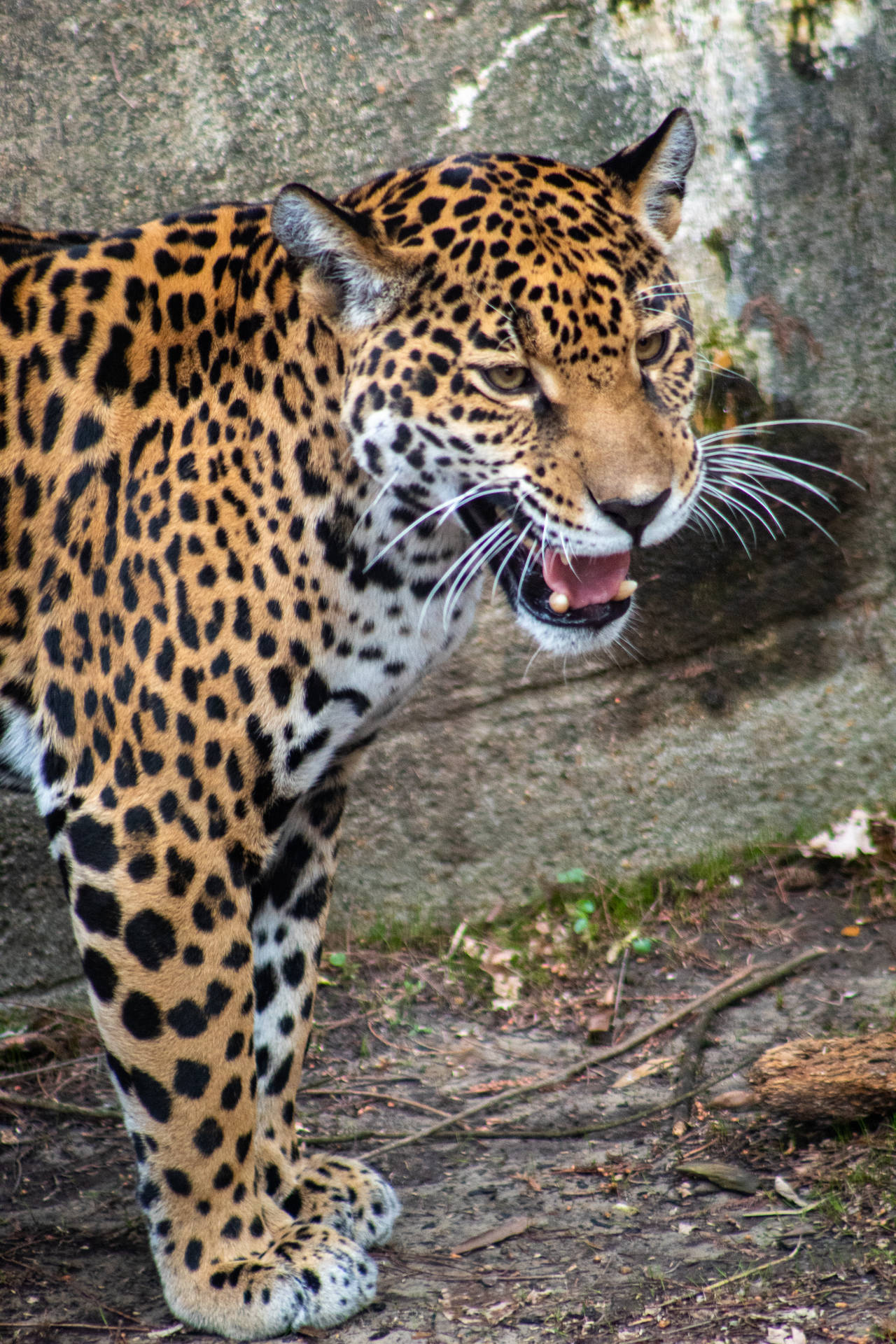 Jaguar At Memphis Zoo Background