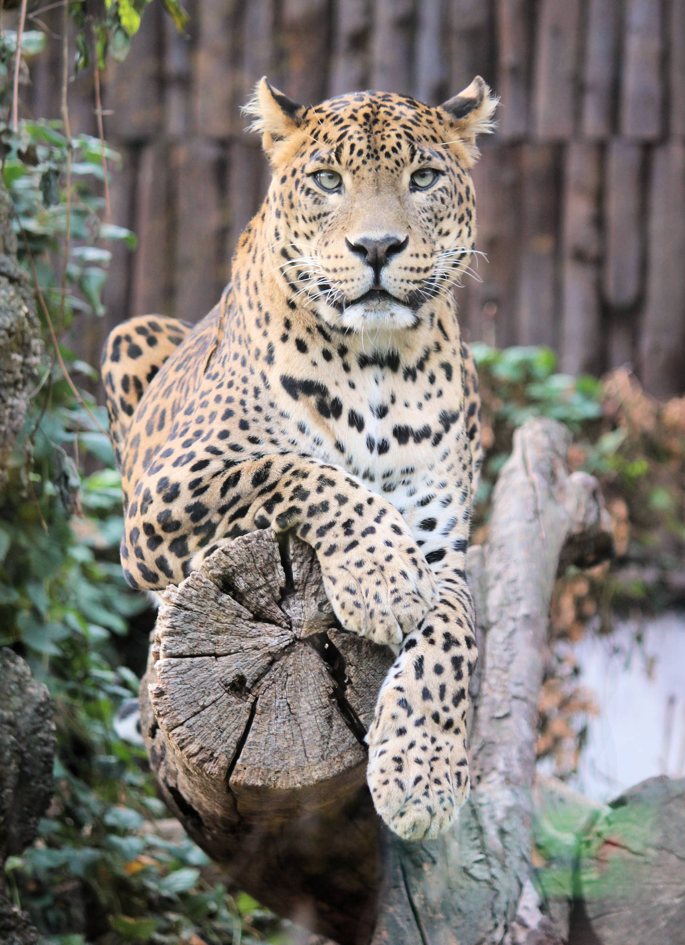 Jaguar At Mundo Park Background