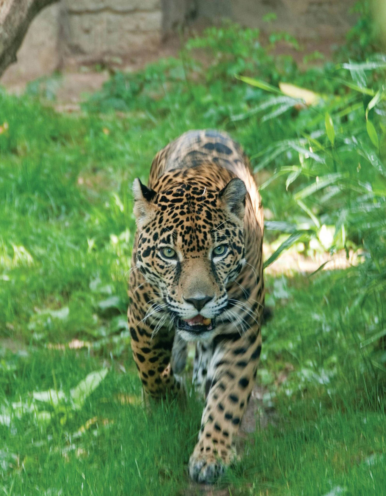 Jaguar At Philadelphia Zoo Background