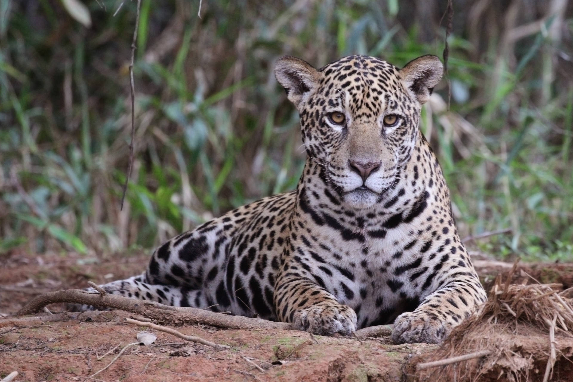 Jaguar At Piquiri River Background