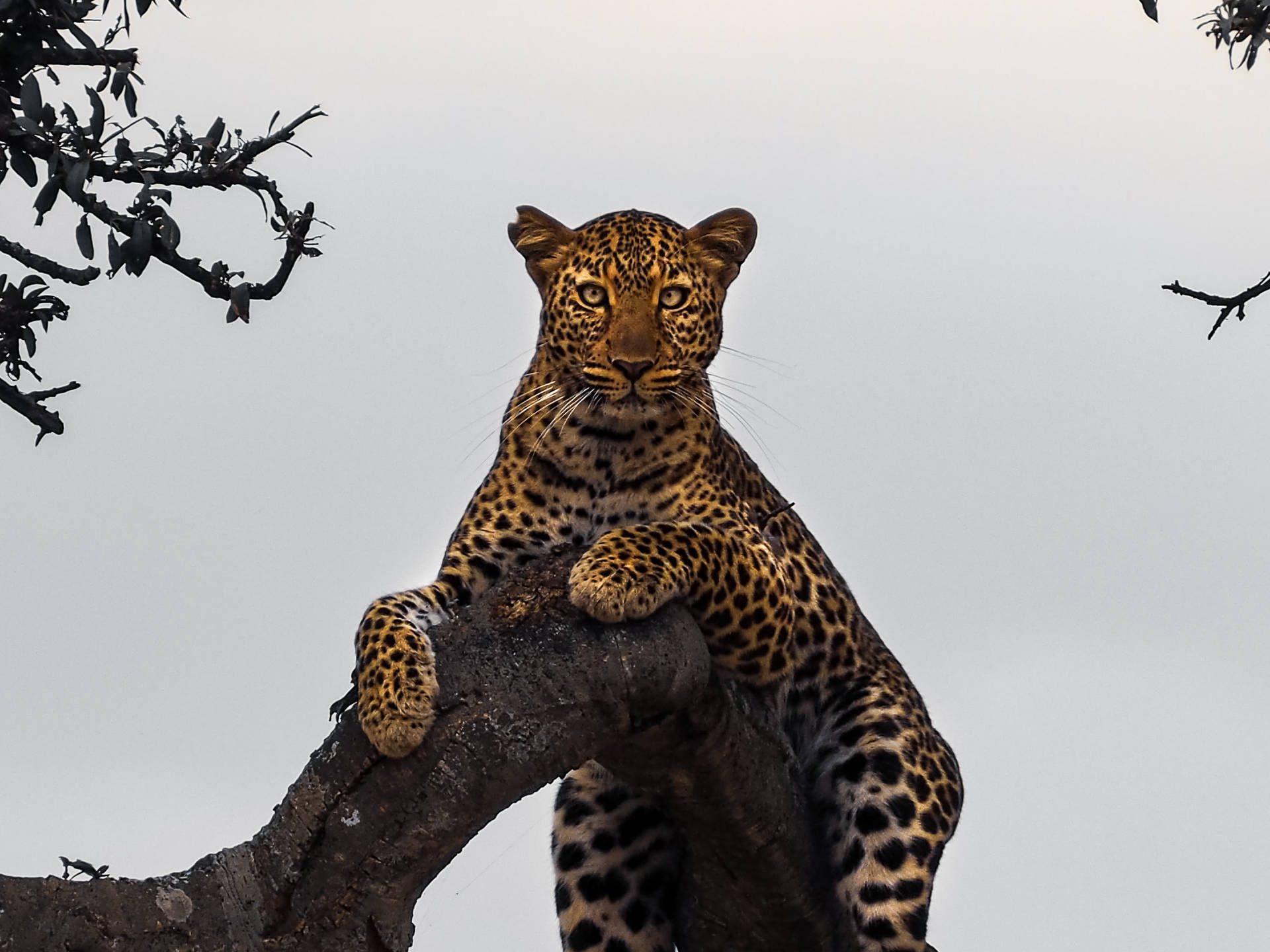 Jaguar At Tanzania Serengeti Park Background