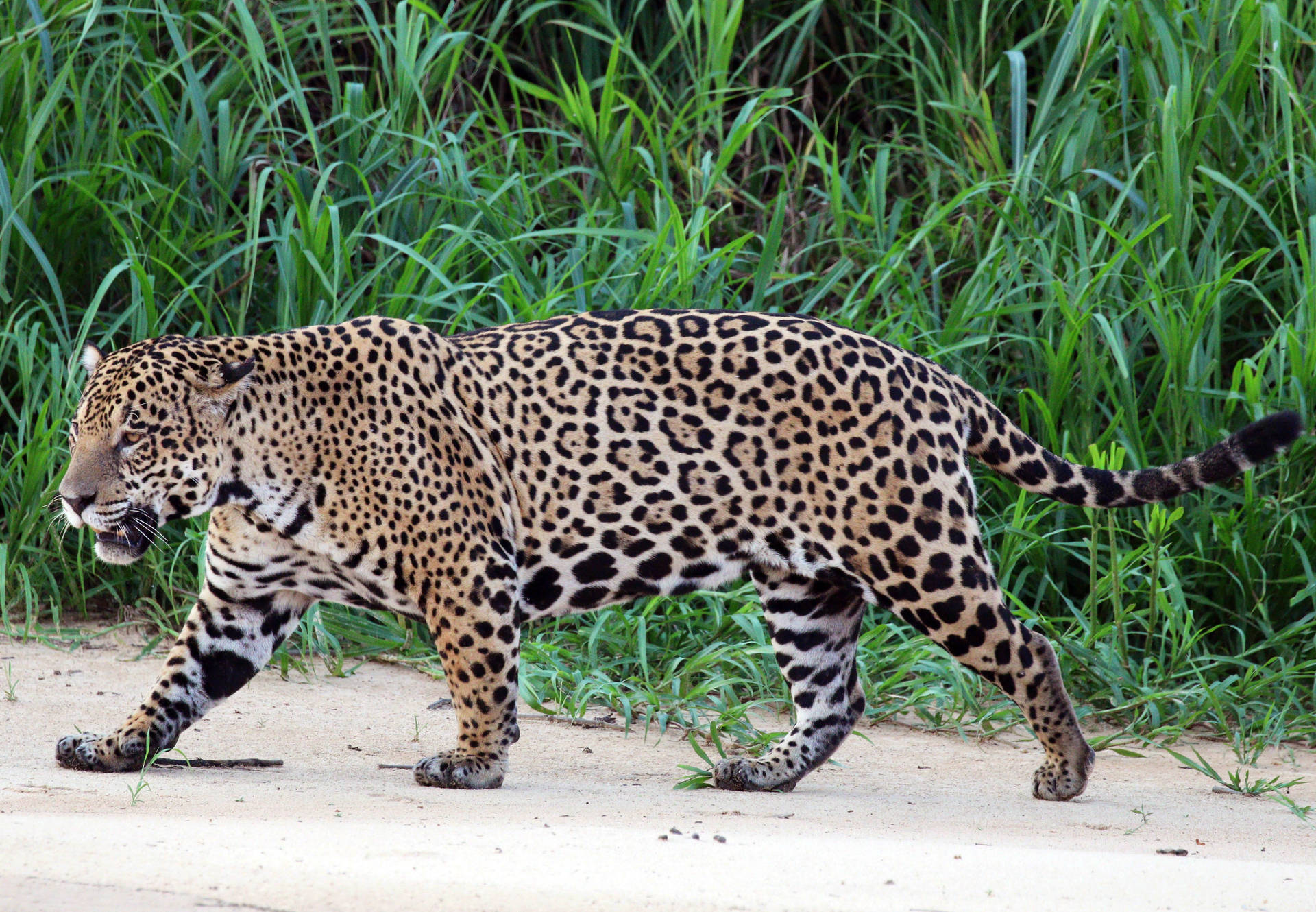 Jaguaren El Río Tres Hermanos Fondo de pantalla