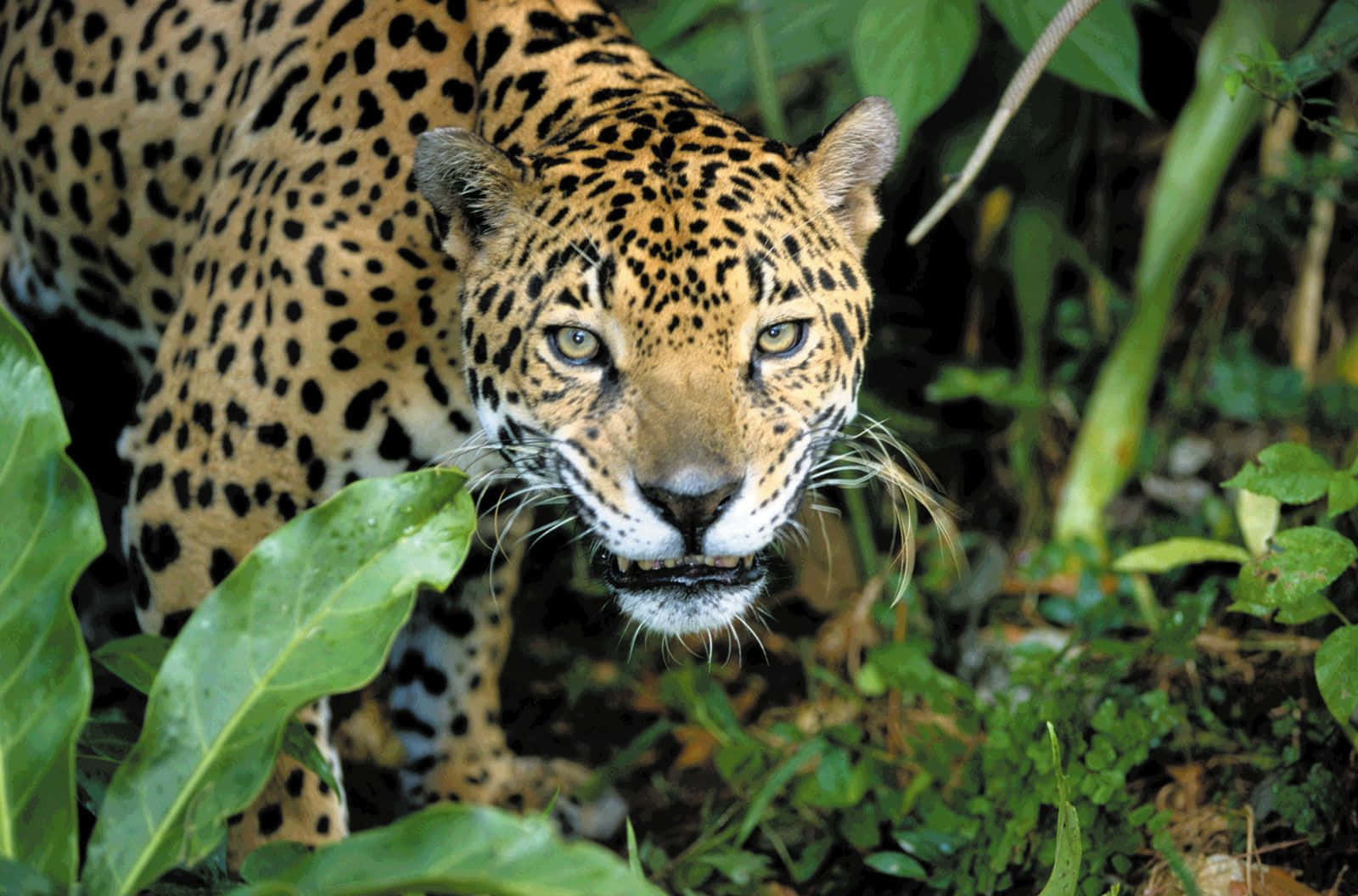 Jaguari Djungeln