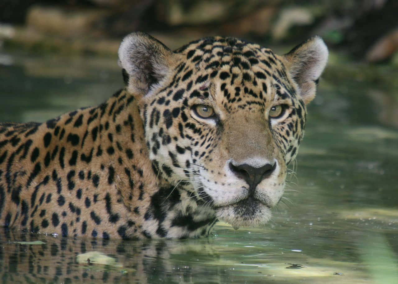 Caption: Majestic Jungle King: Close-up Of A Jaguar
