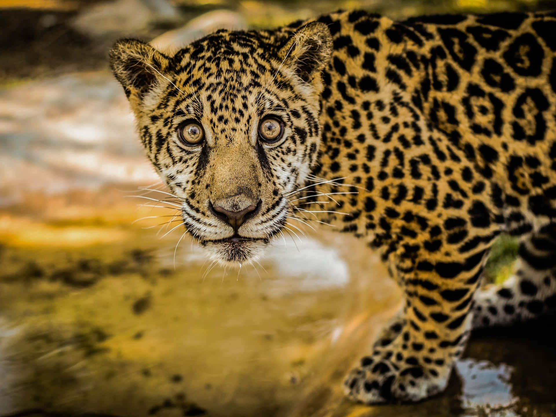 Experience The Elegance of a Jaguar