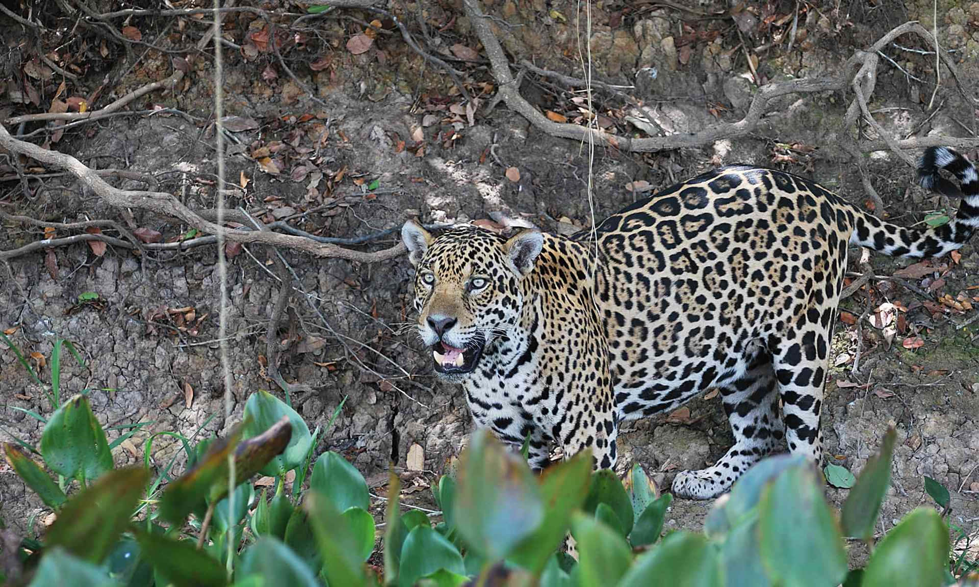 Listoy Rugiente: El Jaguar Atractivamente Poderoso