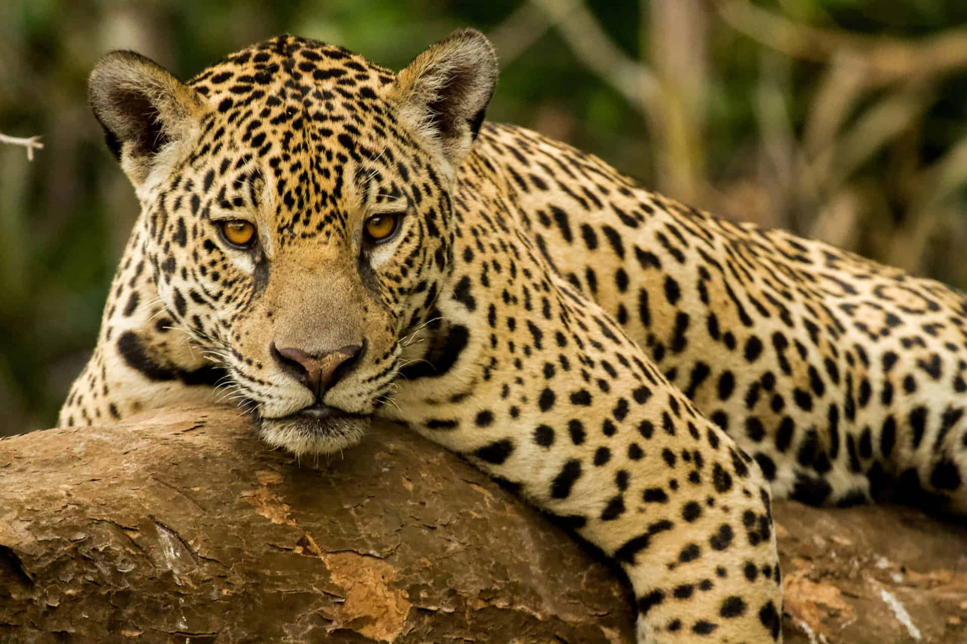 Upplevkraften Hos Den Ikoniska Jaguar