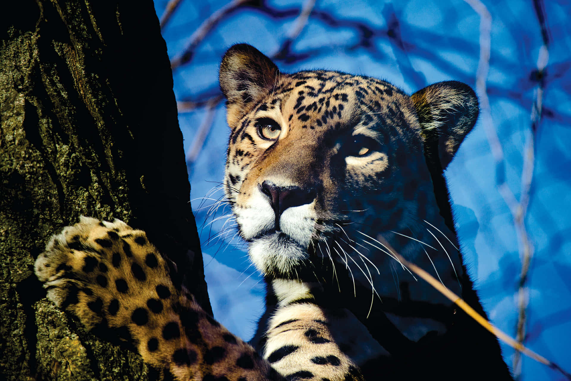 Enoförglömlig Upplevelse Att Köra En Jaguar