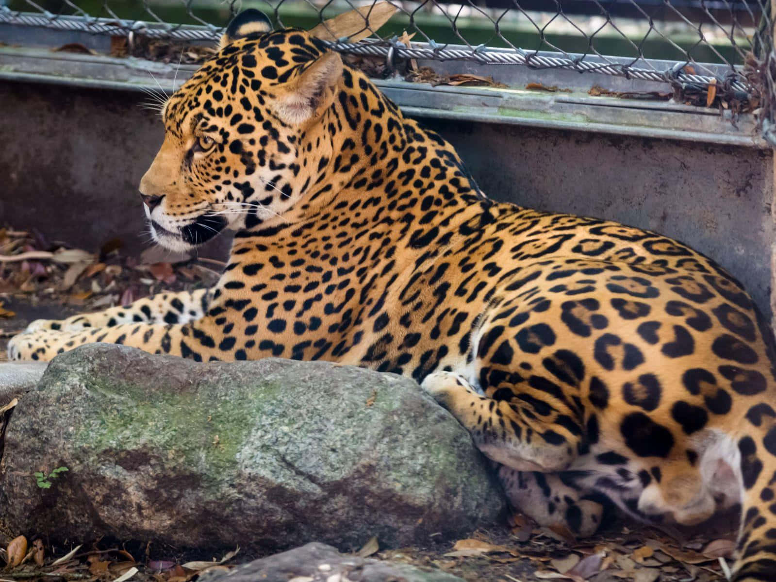 Experimentala Cima Del Lujo Y El Rendimiento Con Jaguar.