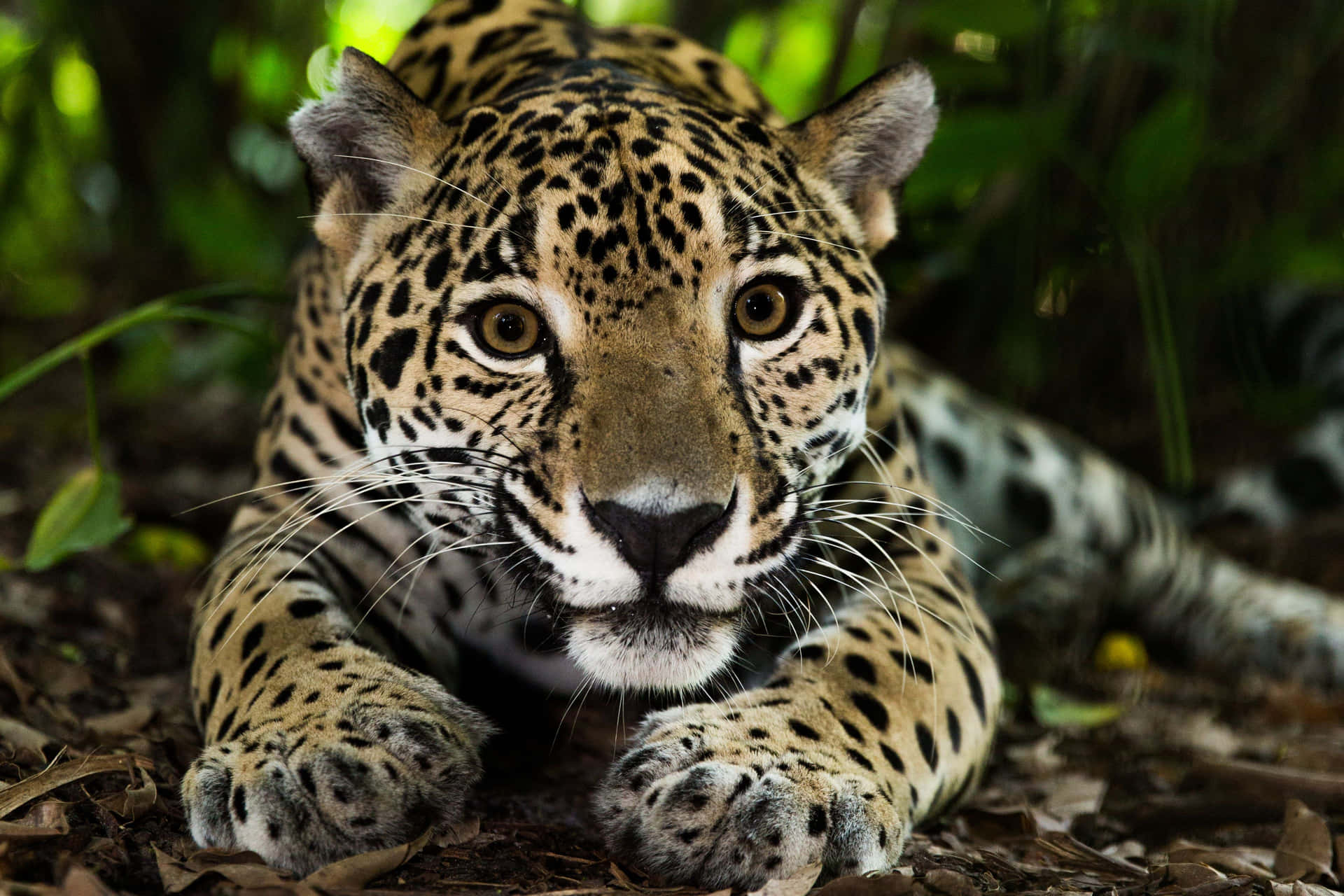 Navegacon Estilo Y Lujo Elegante Con Jaguar.