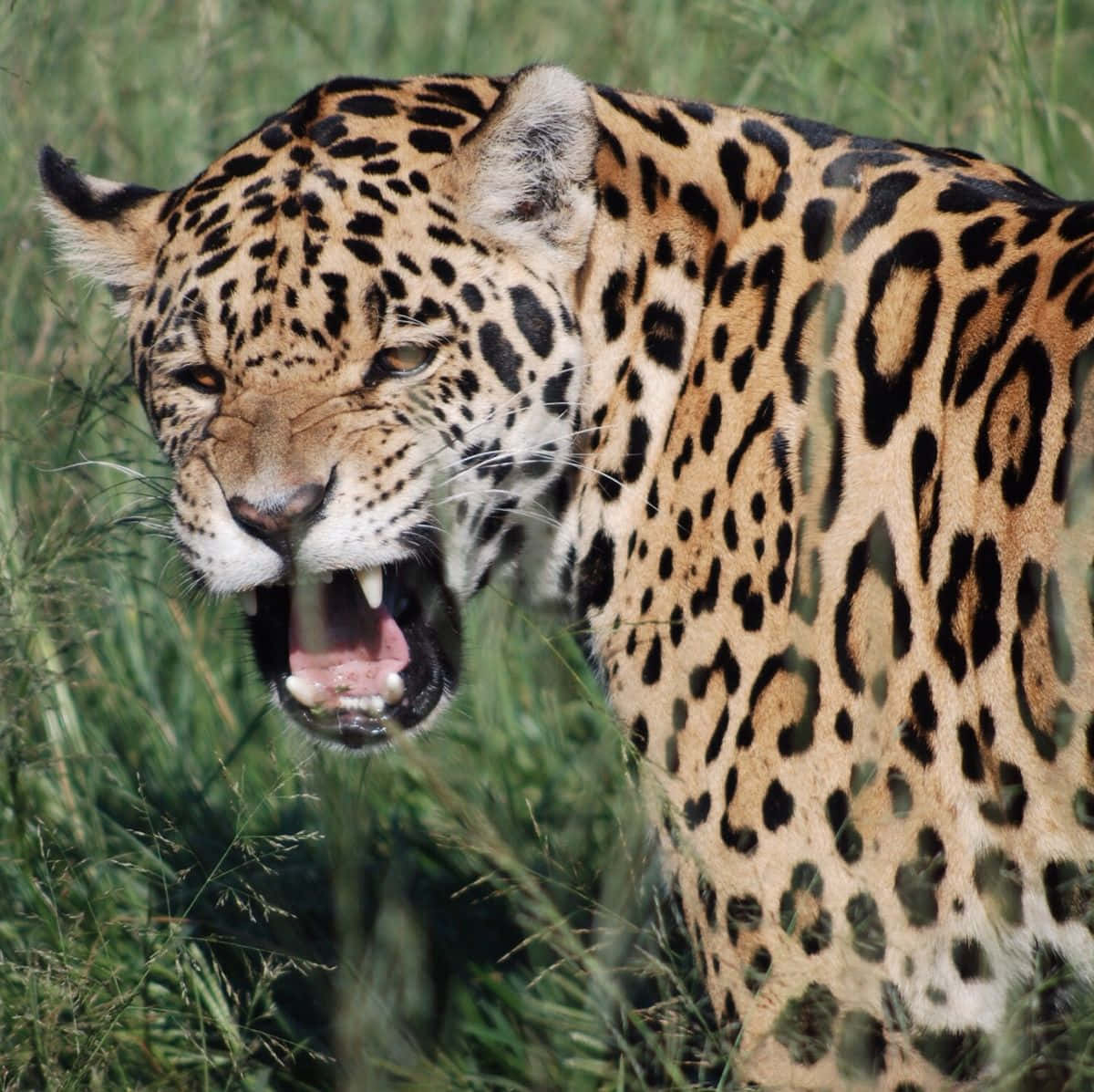 Lyxenoch Prestandan Hos Jaguar