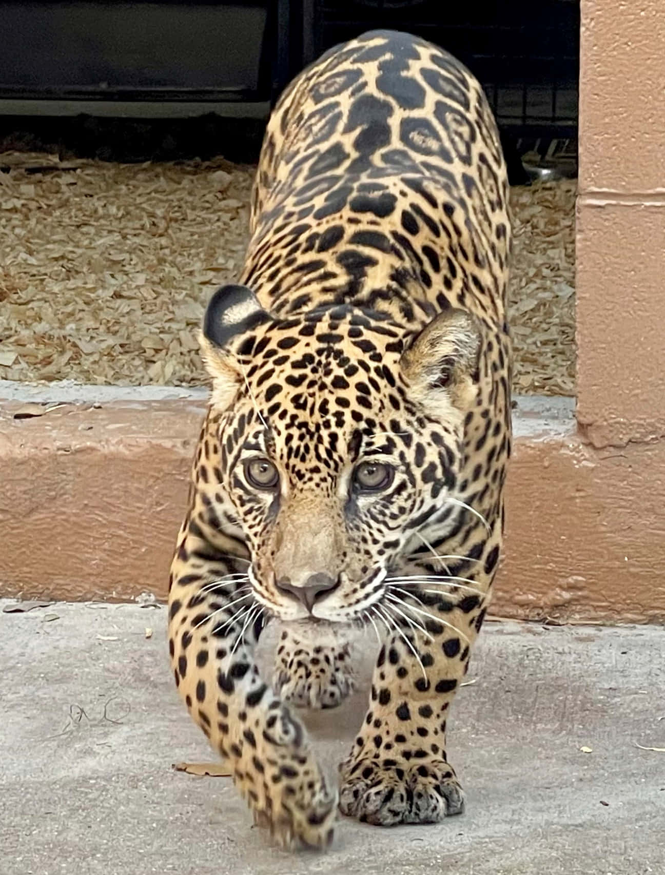 Feel the power of the Jaguar