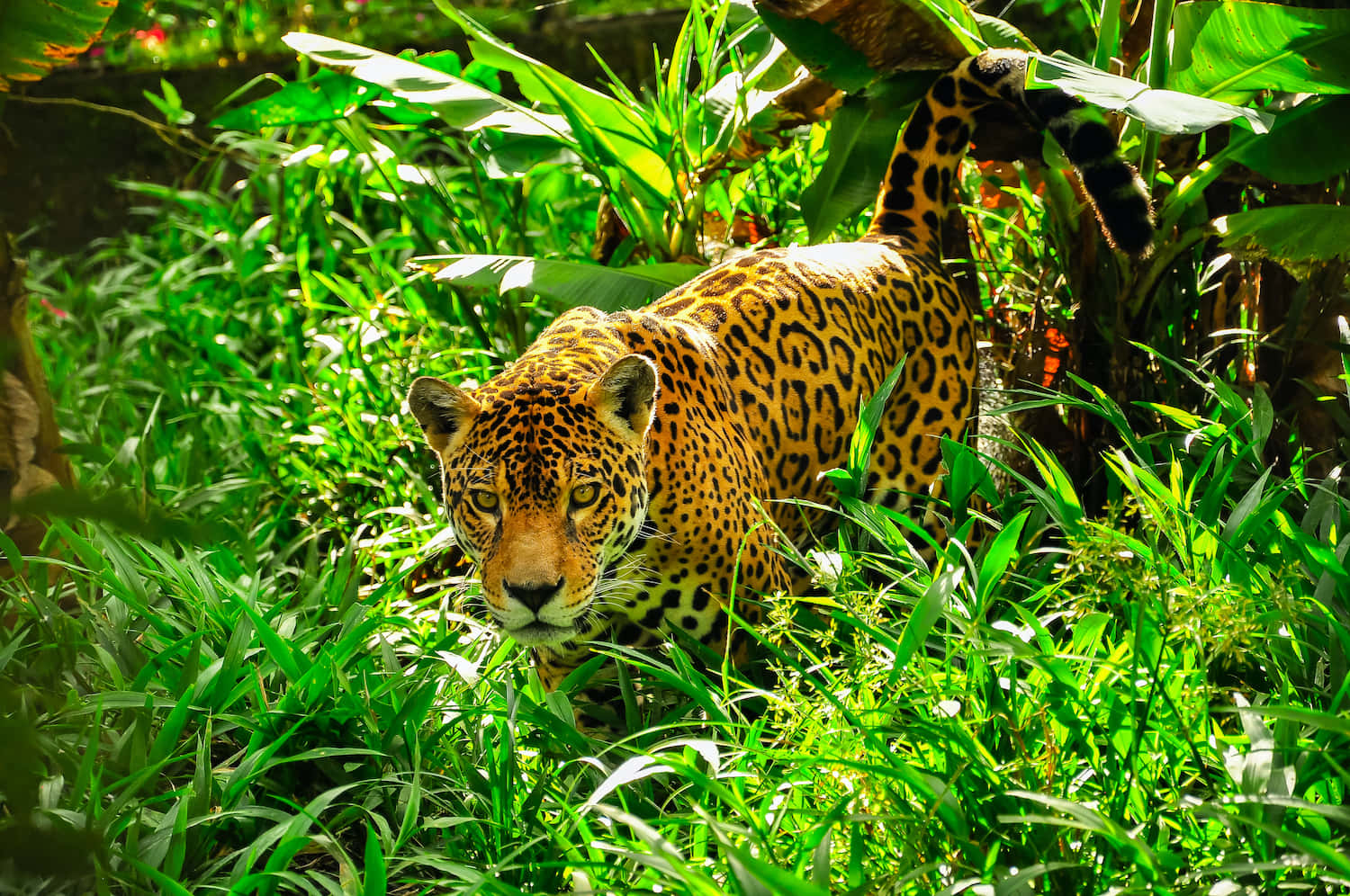 Stunning Jaguar Background