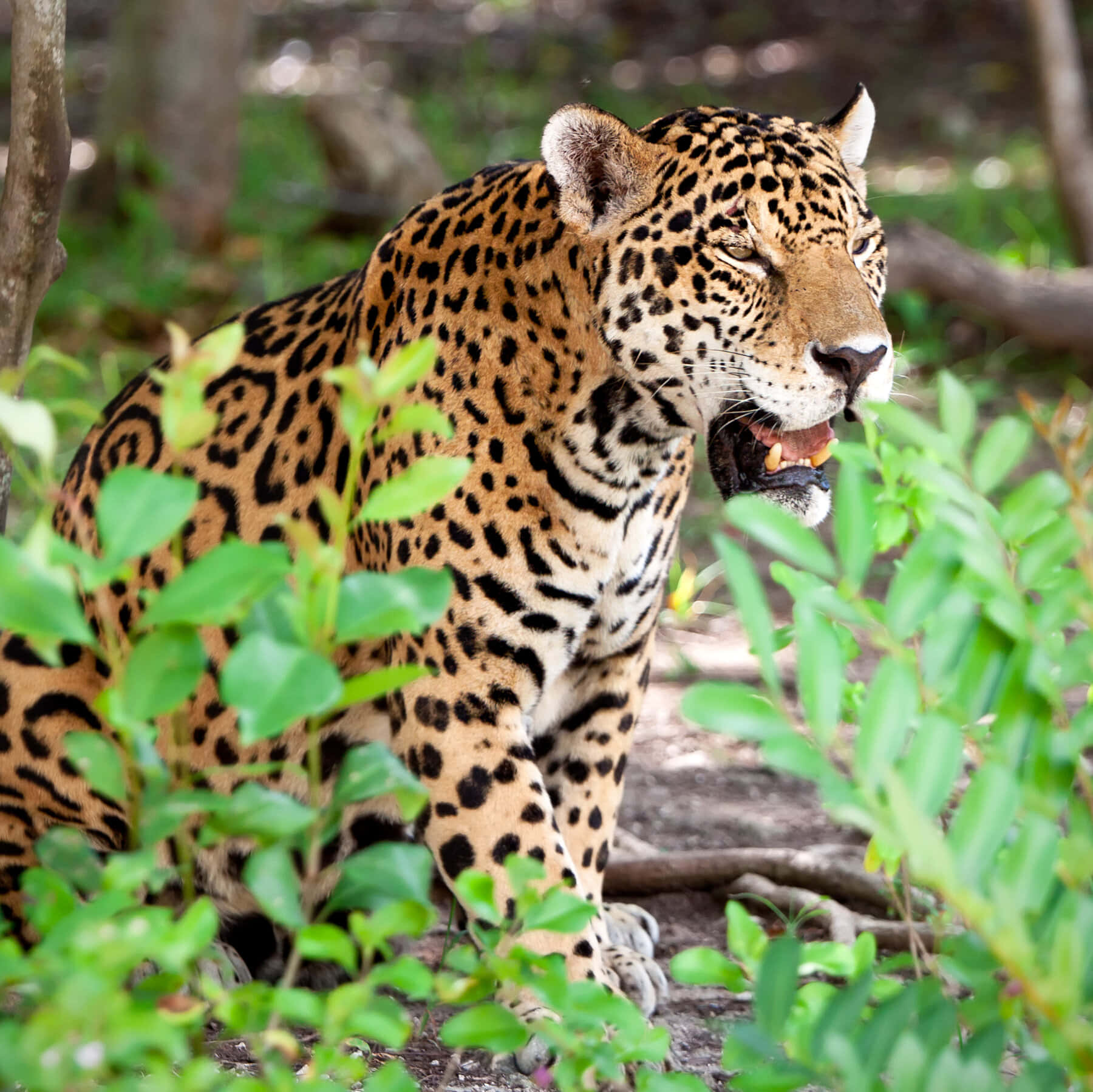 Densnabba Och Lyxiga Jaguar