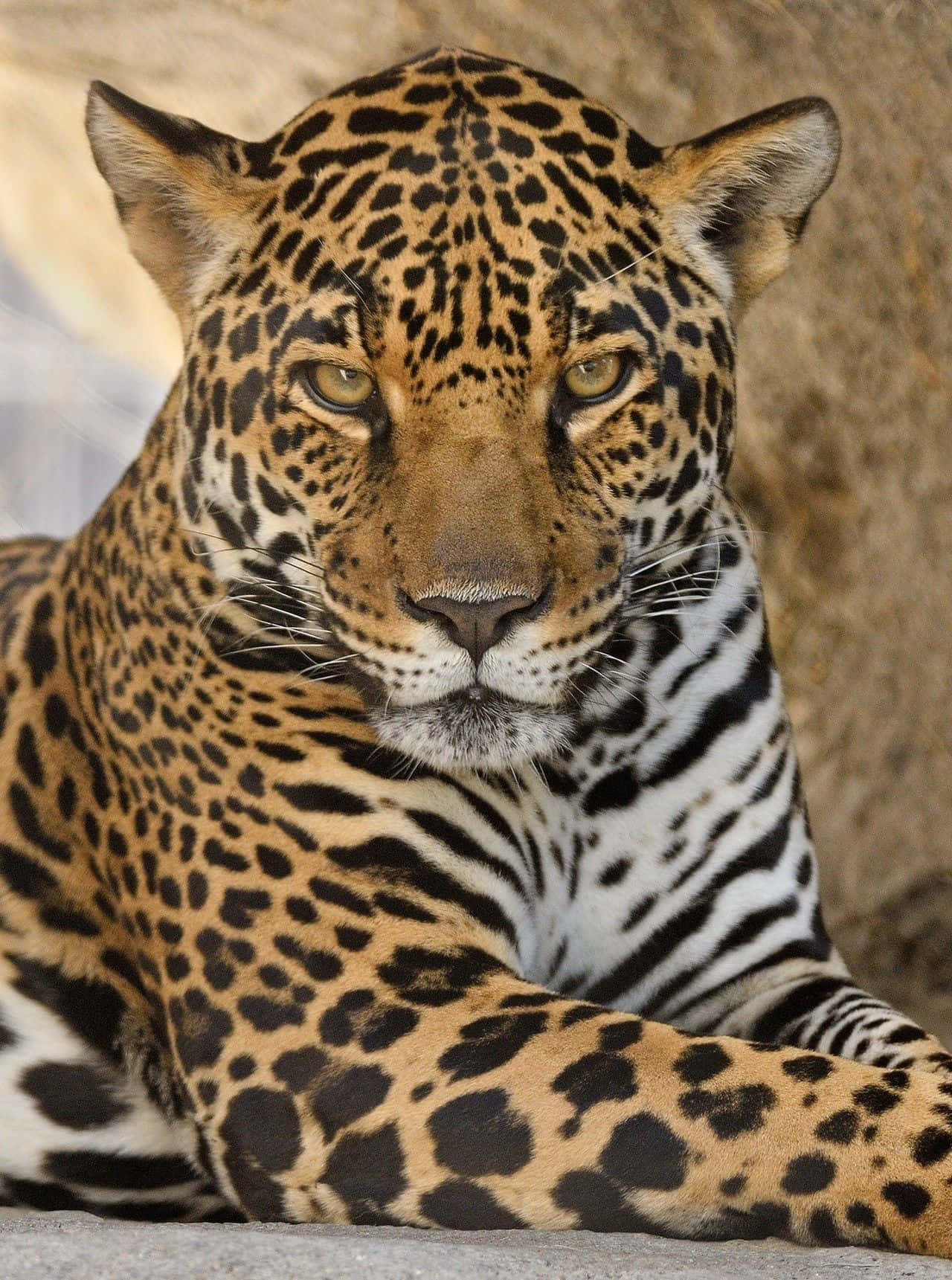 A Jaguar Laying Down In A Cave