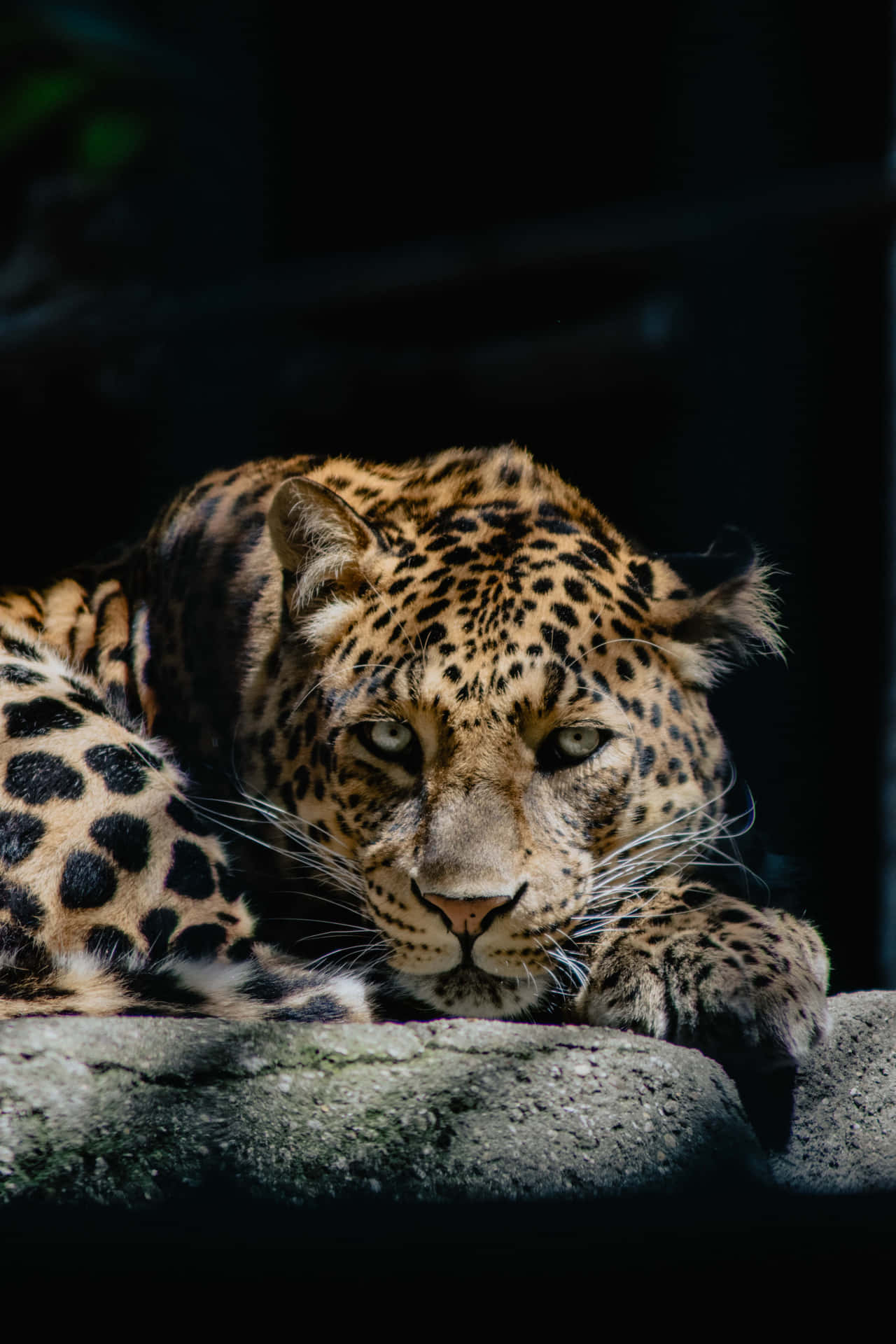 Descubreel Poder Y El Lujo En El Nuevo Jaguar