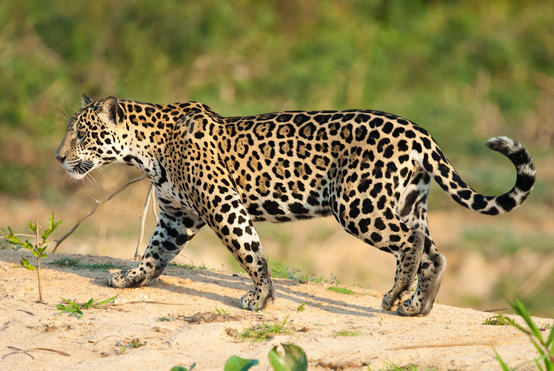 Elestilo, La Velocidad Y La Sofisticación De Jaguar