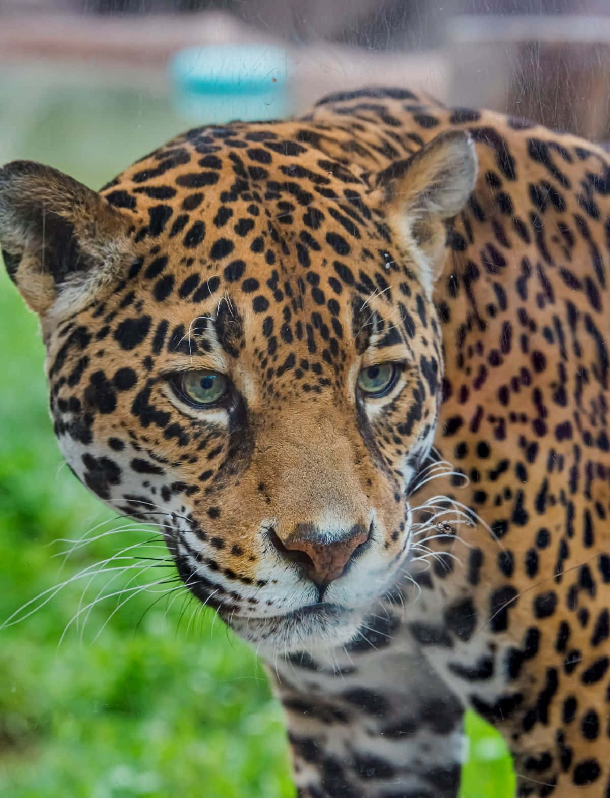 A Jaguar Is Looking Out Of A Glass Enclosure