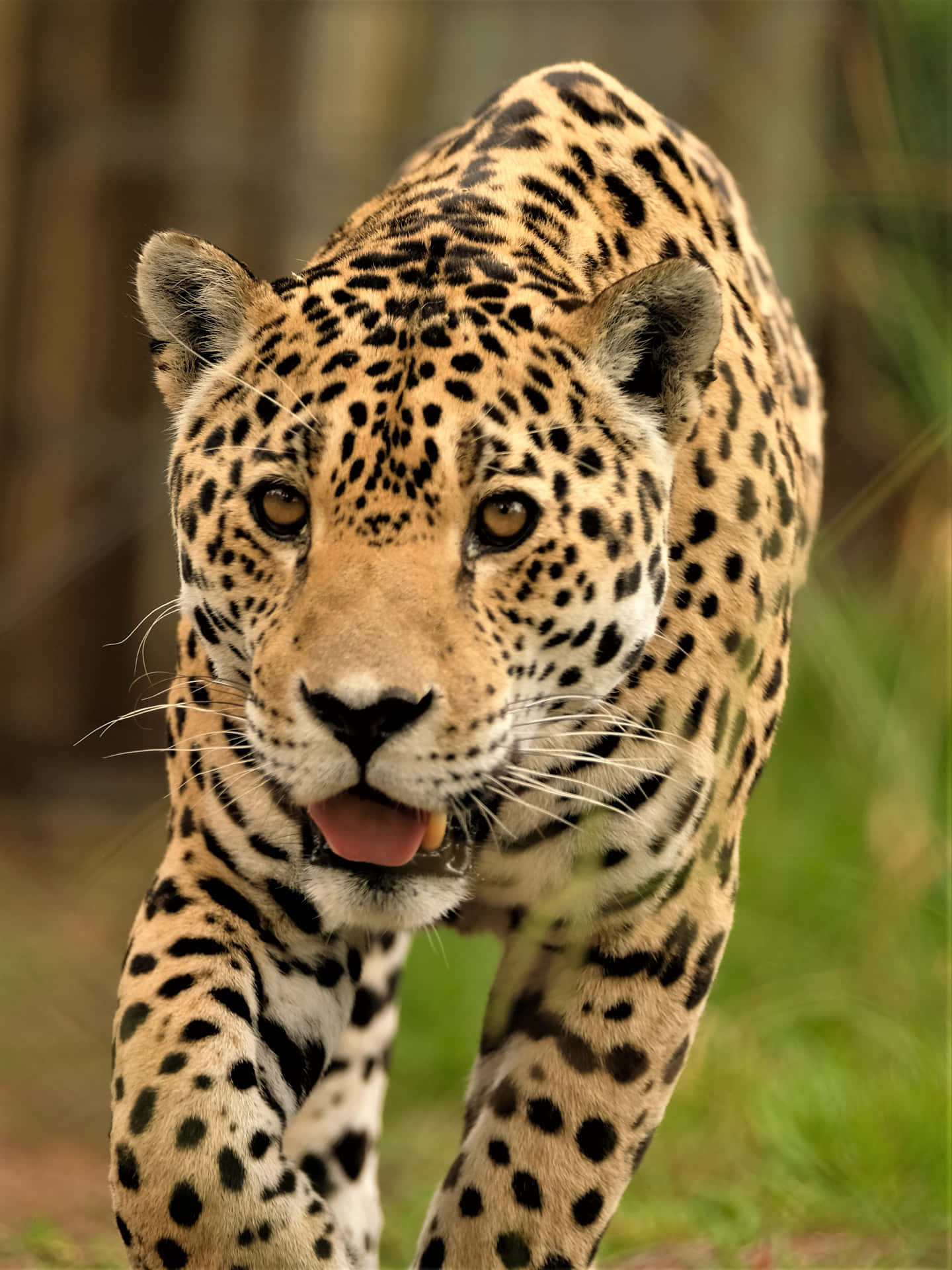 Majestic and Sleek, the Jaguar