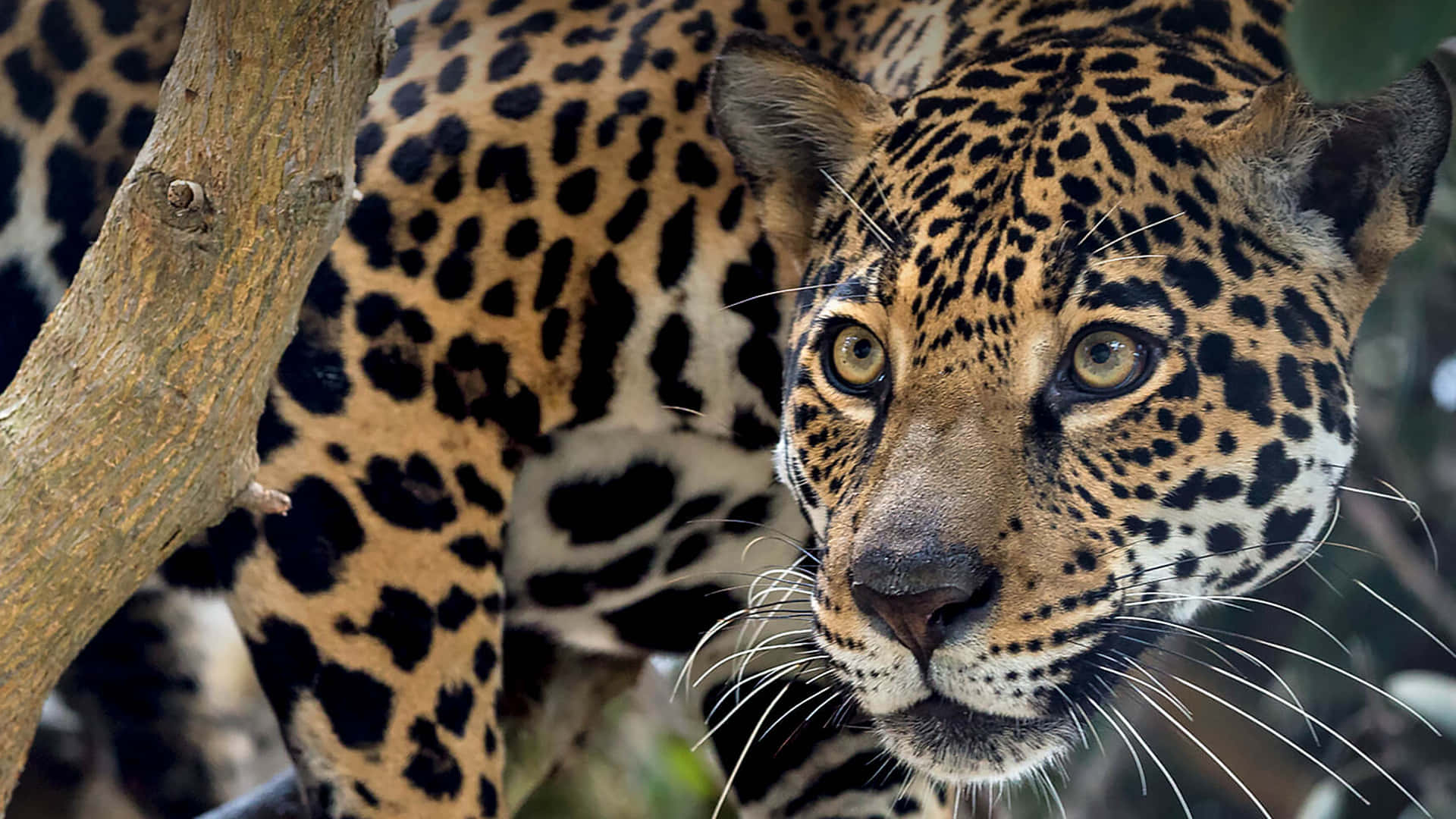 Sentitila Potenza Di Una Jaguar