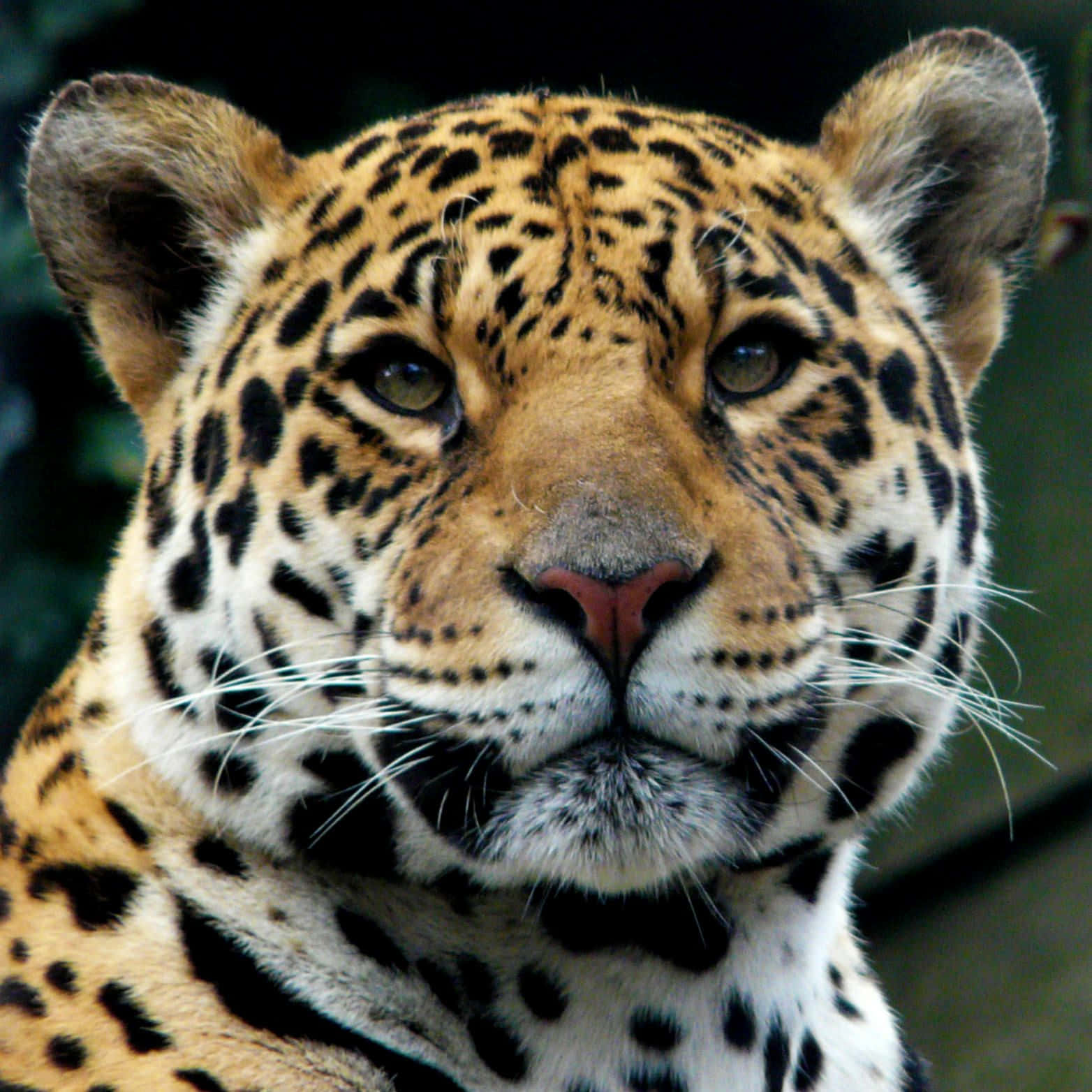 Navegacon Estilo Con Un Jaguar