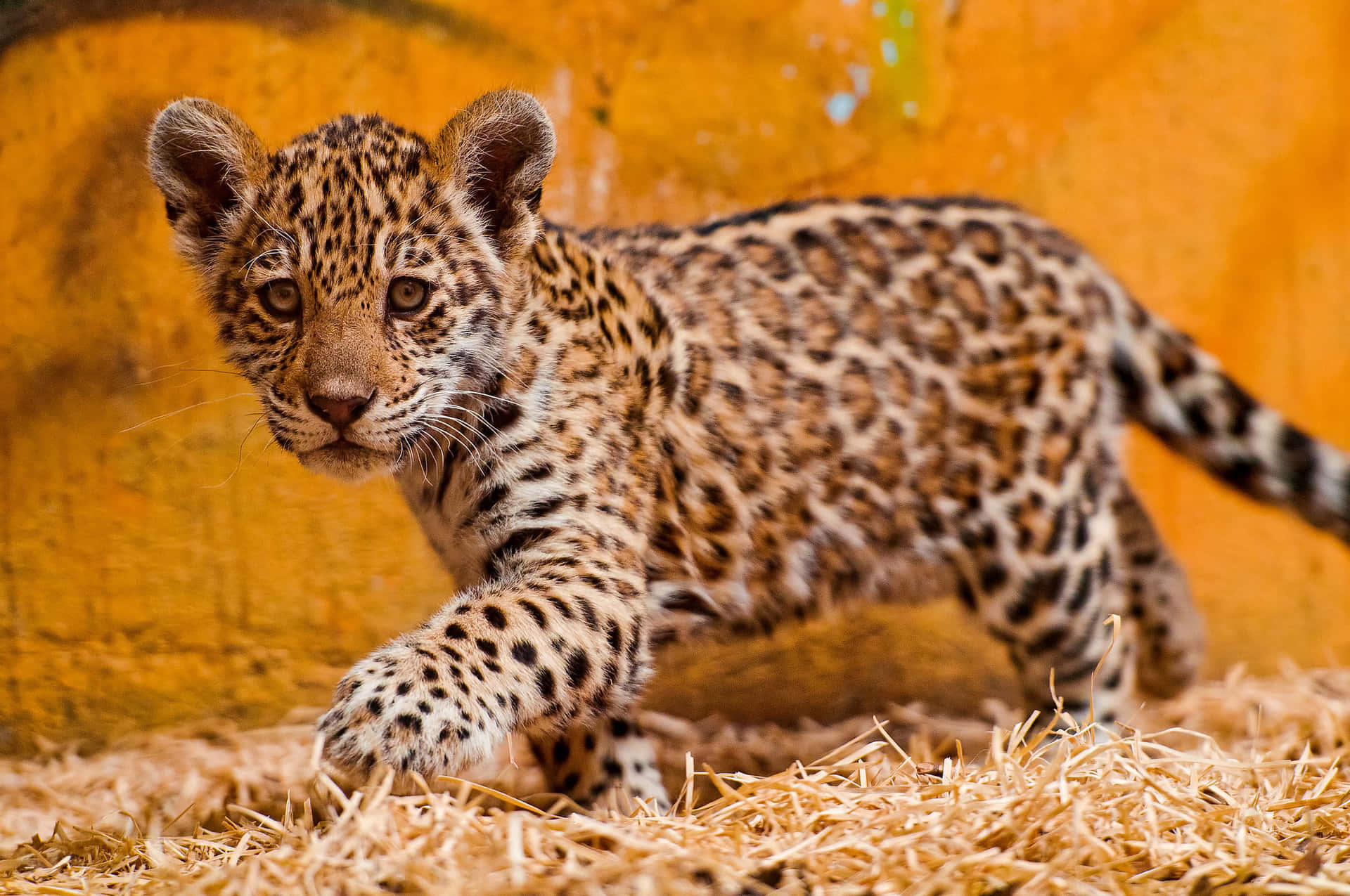 Exploratu Lado Salvaje Con Un Elegante Coche Jaguar