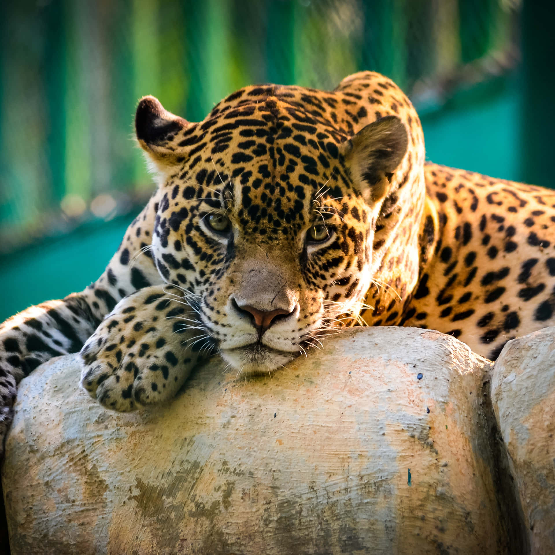 Endjärv Och Lyxig Jaguar På De Natursköna Vägarna I Storbritannien.