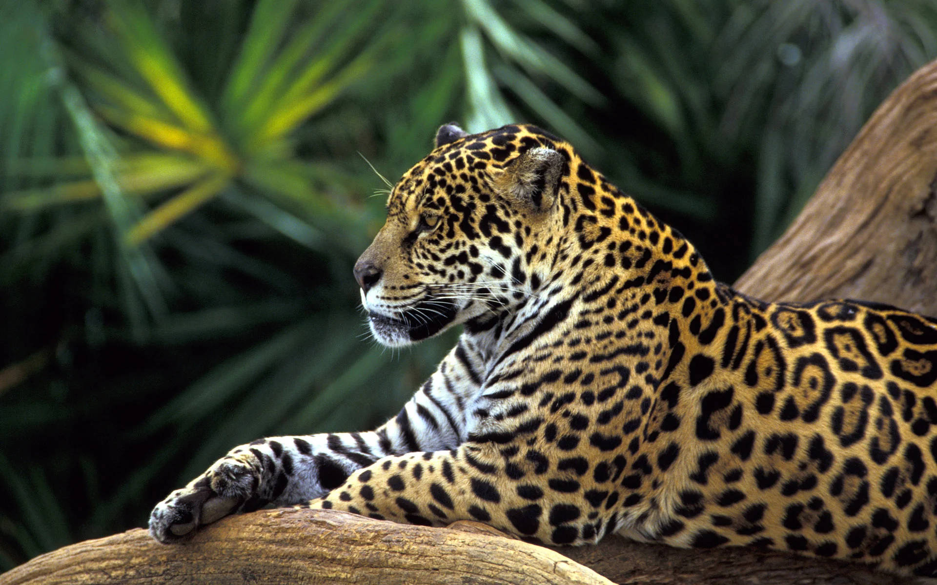 Jaguar In Amazonas Forest Wallpaper