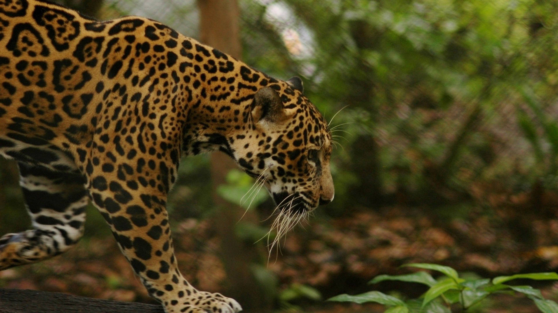 Jaguar In Jungle Background