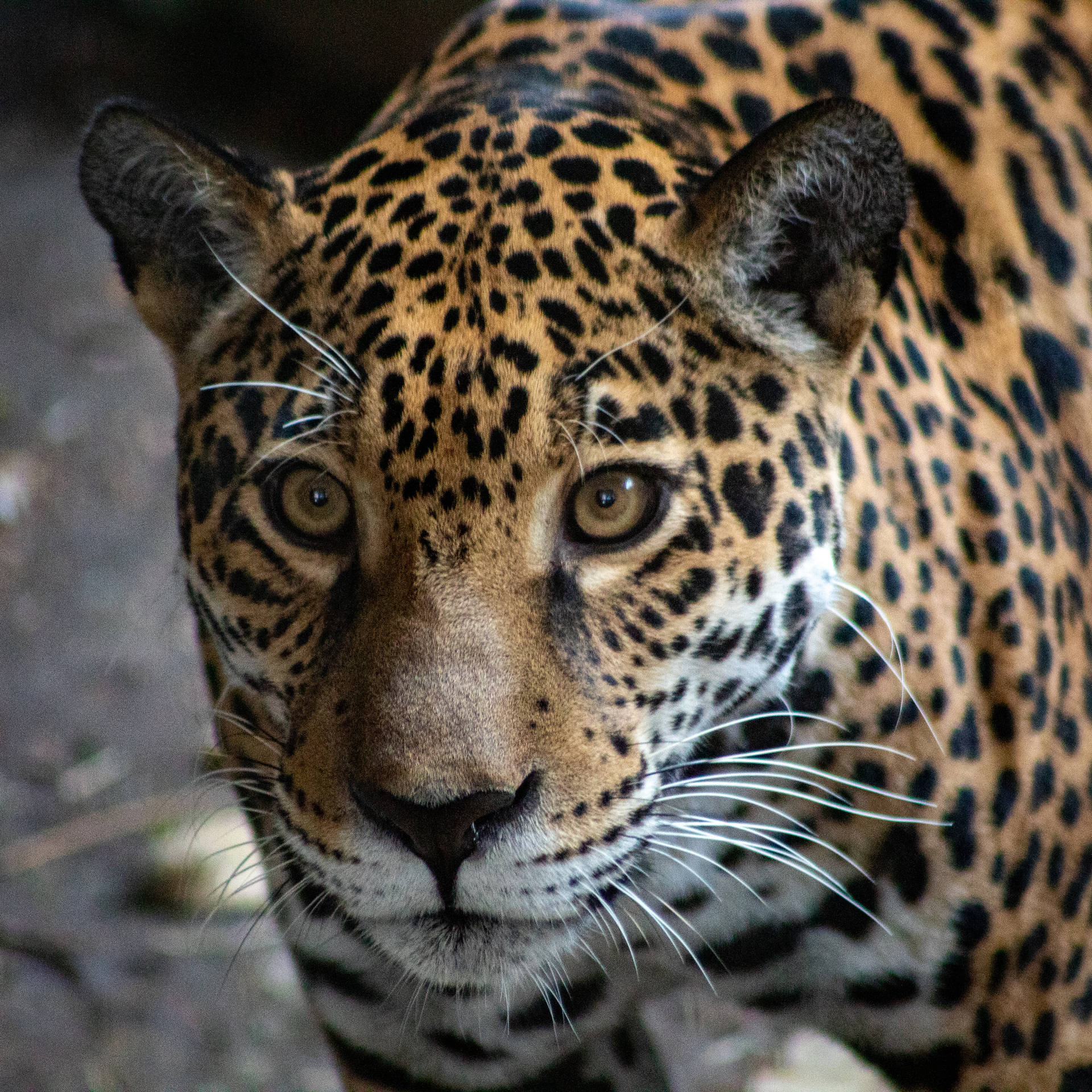 Jaguar Macro Eyes Background