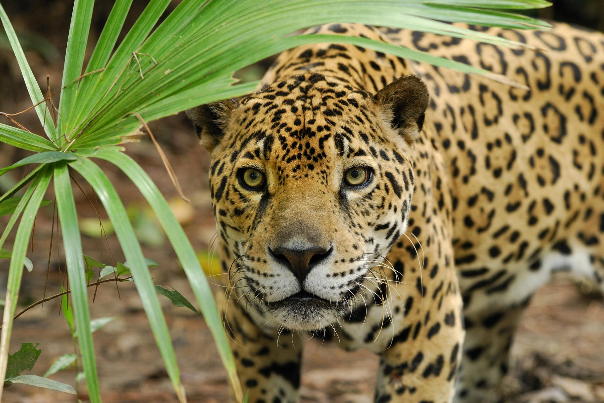 Jaguar Near Palm Fronds Background