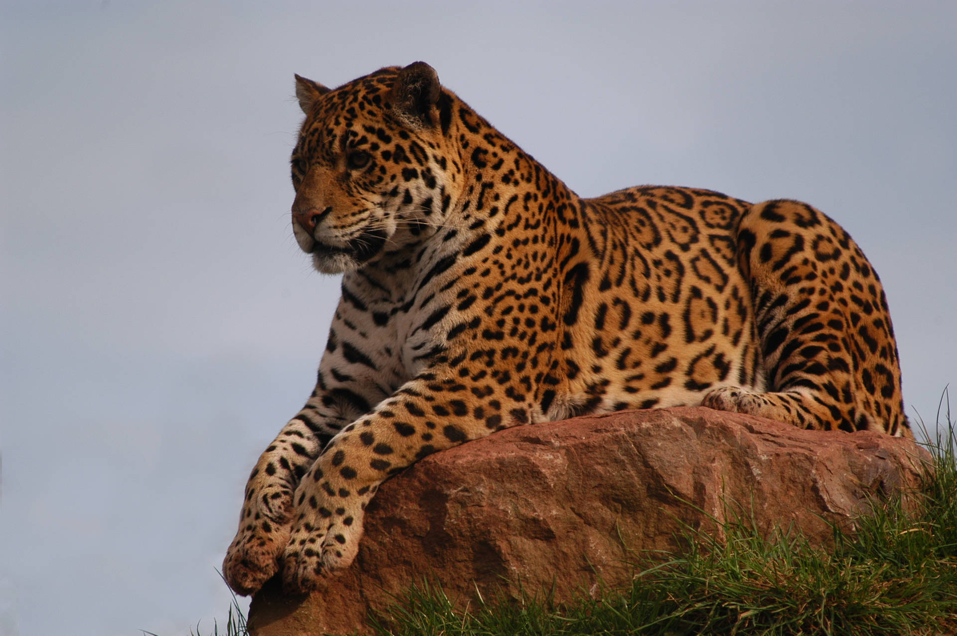 Jaguar On Cliff Background