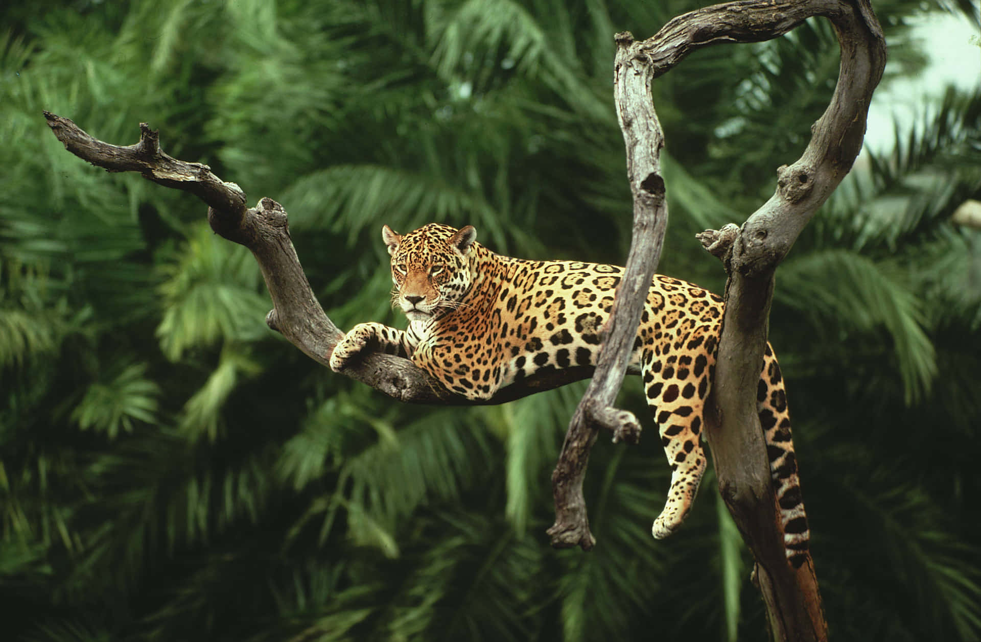 Salvajee Indomable, Pero Elegante Y Agresivo: El Jaguar