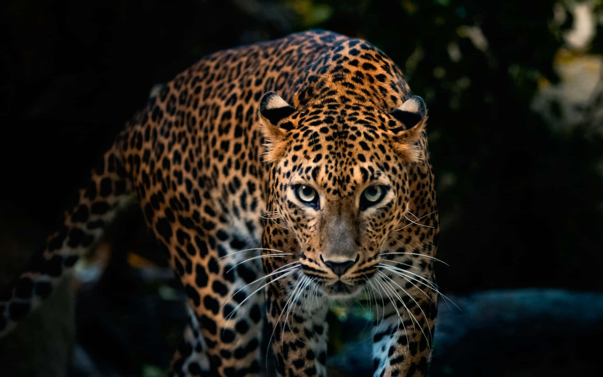 Aufder Jagd Mit Einem Wunderschönen, Schlanken Jaguar F-type