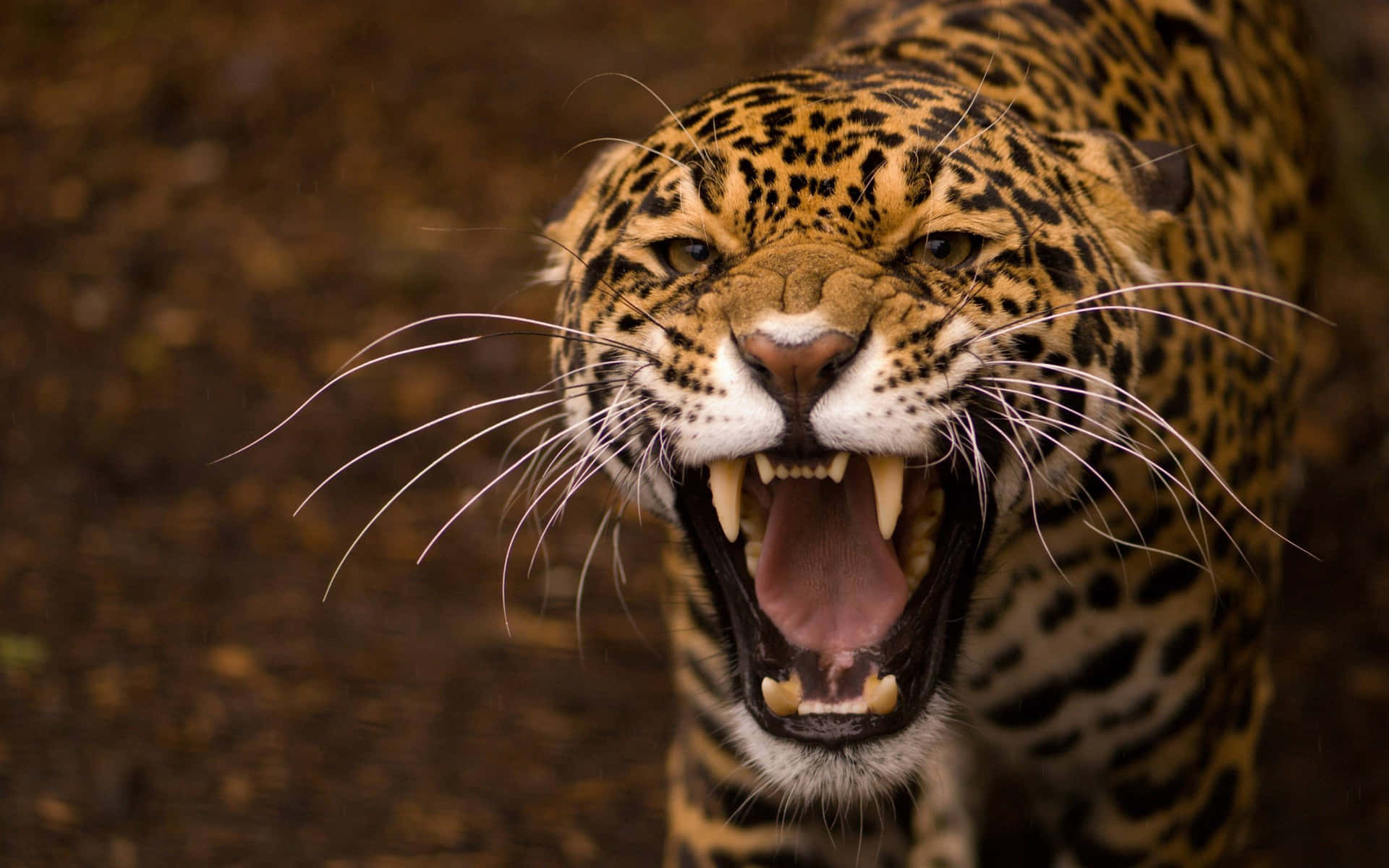 jaguar growl