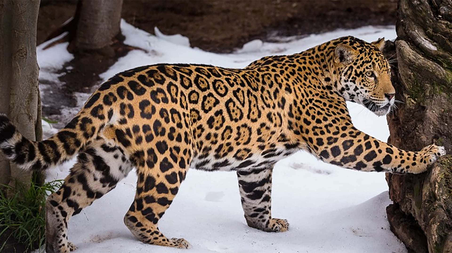 Diestraße Beherrschen In Einem Jaguar