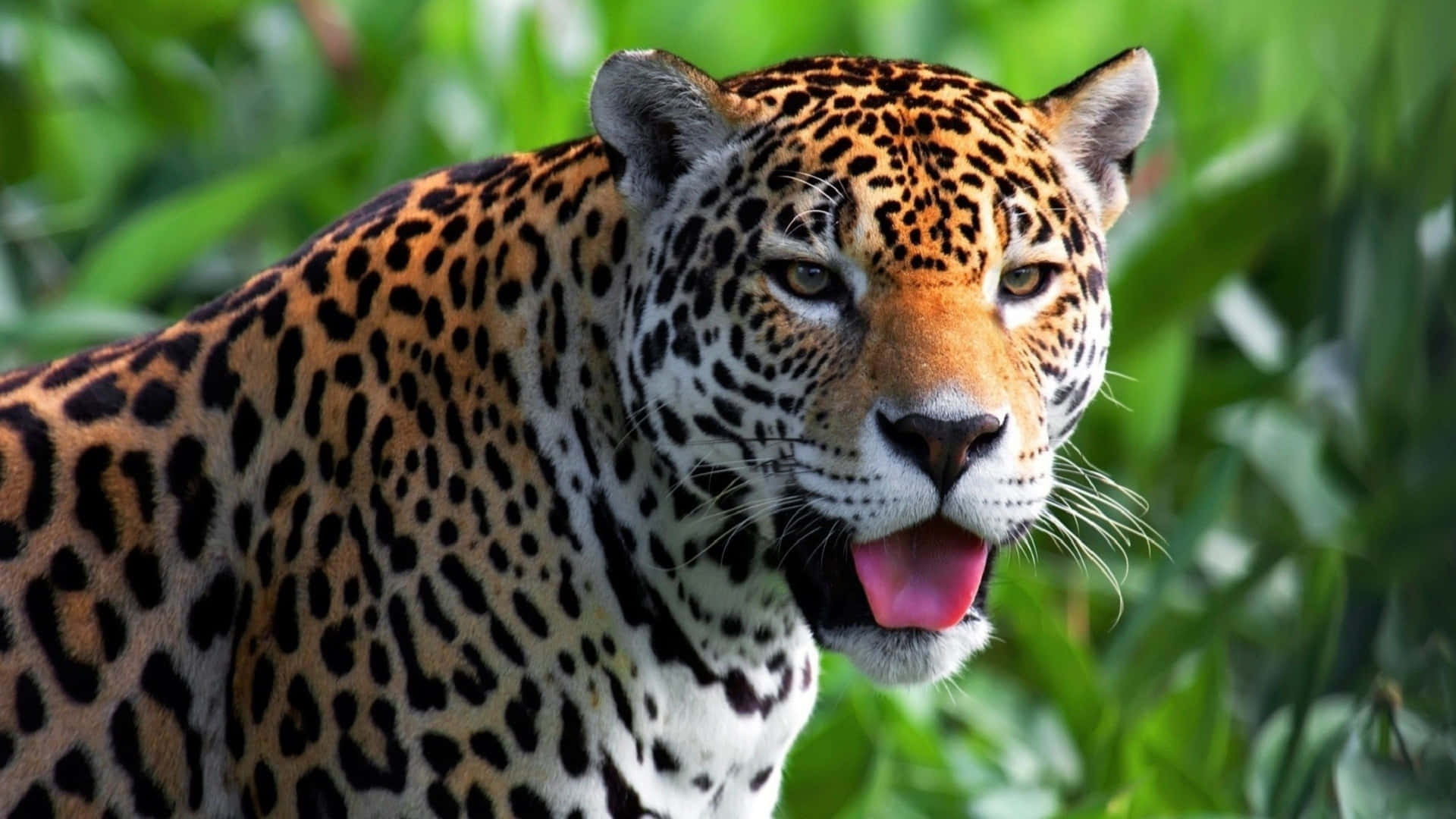 “The Power of the Jaguar”