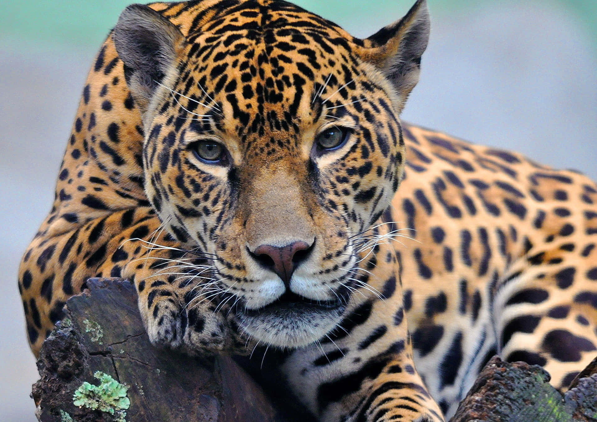 Denbrittiska Kraften Hos En Jaguar