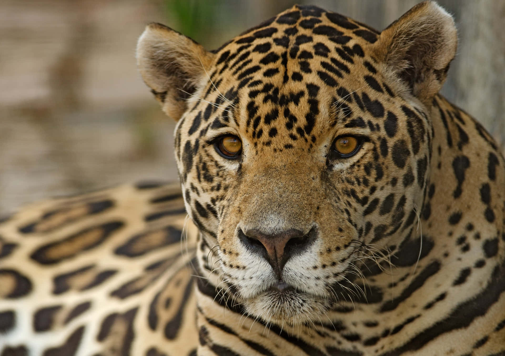Utforskavärlden Med En Jaguar