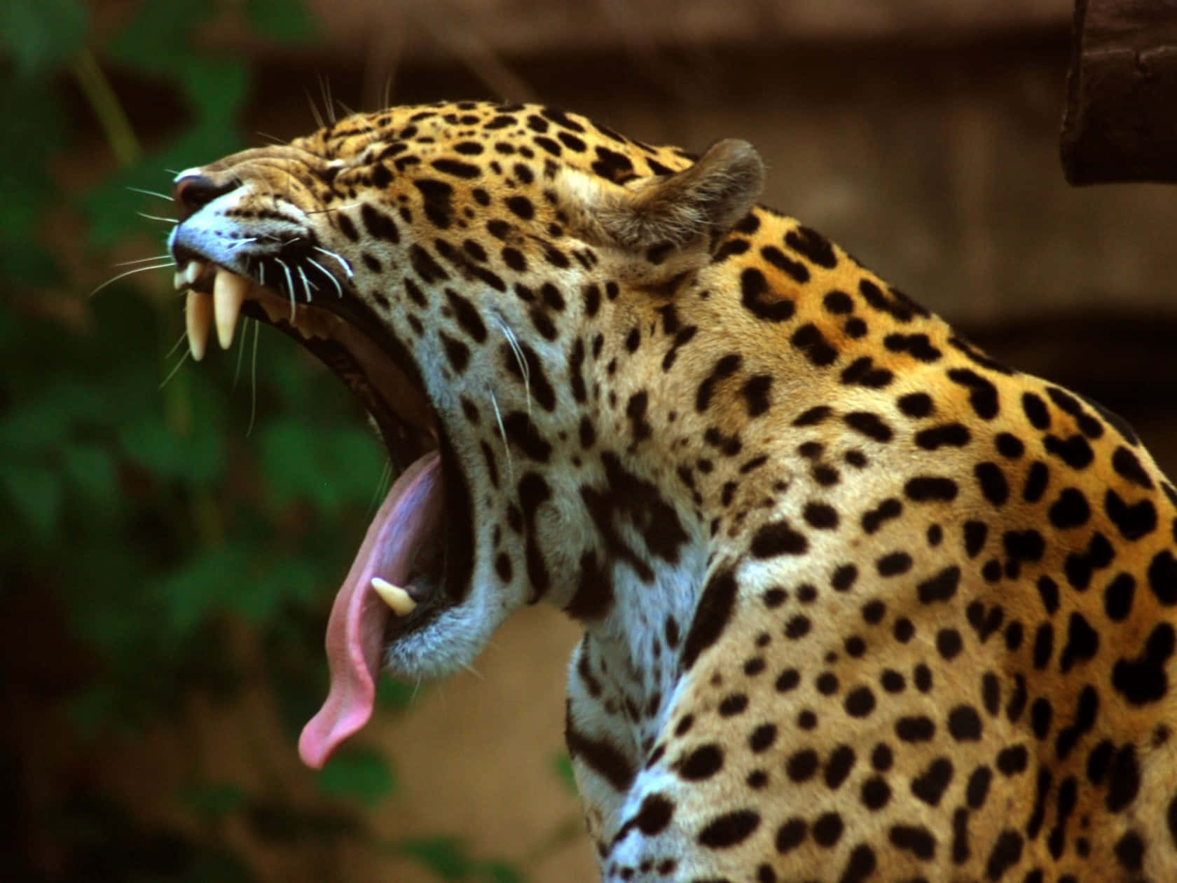 Einleopard Gähnt Mit Herausgestreckter Zunge.