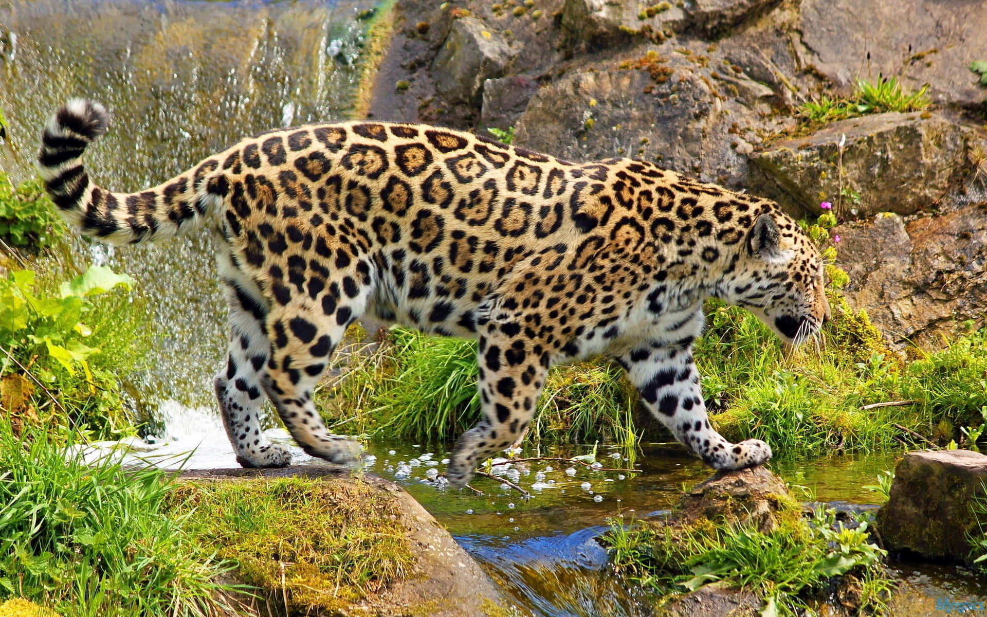 Labelleza Y La Elegancia Se Combinan Con El Poder Del Jaguar