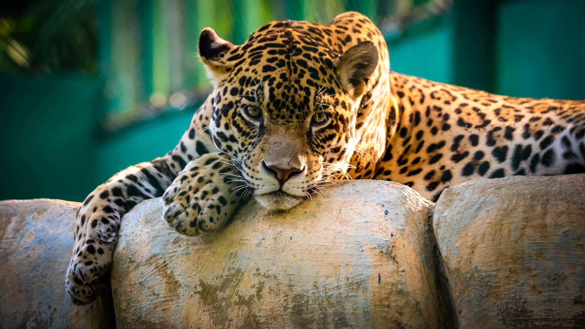 Dieikonische Jaguar - Verkörpert Das Beste In Luxuriöser Leistung