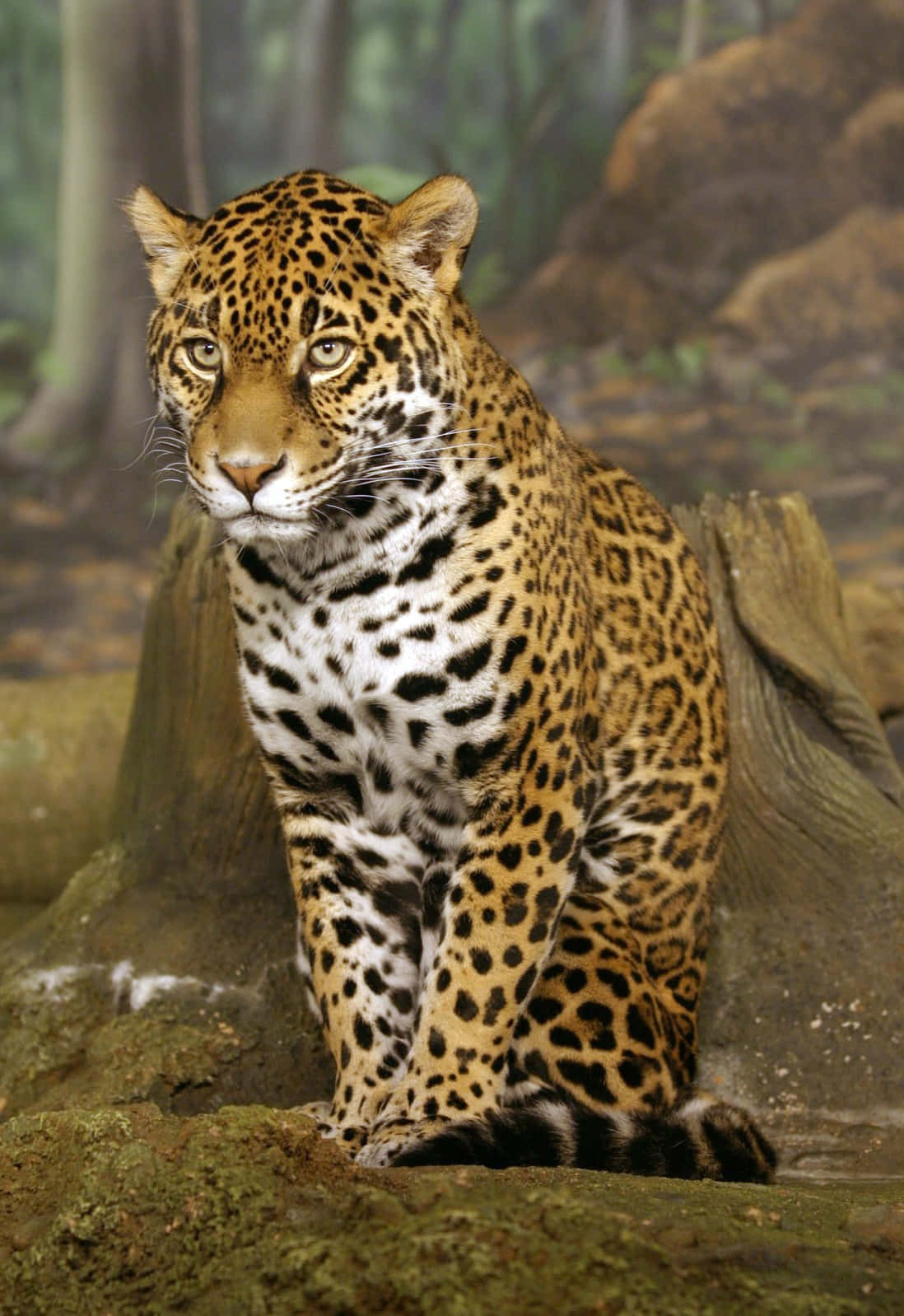 Experimentala Elegancia Del Jaguar