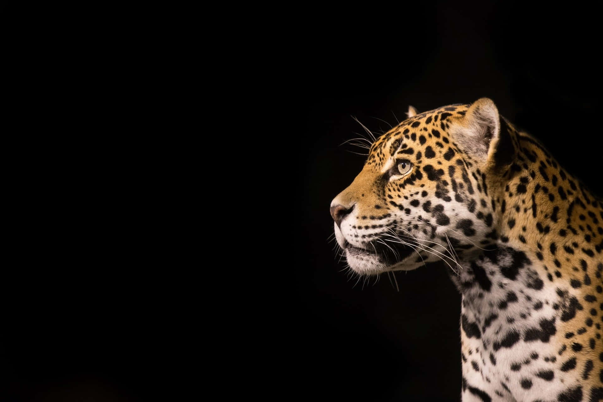 Dieeleganz Und Kraft Des Jaguars