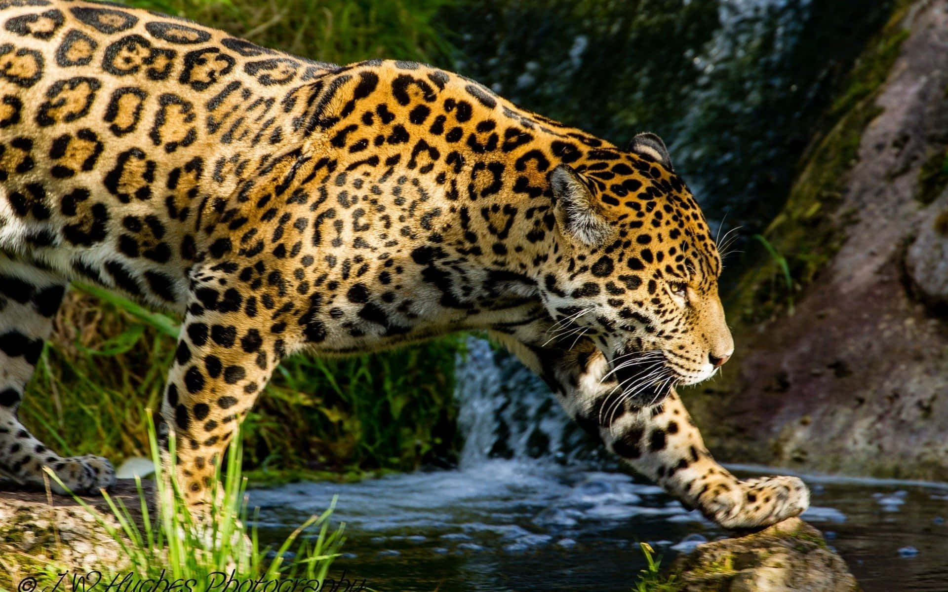 Vildskönhet - Upplev Kraften Hos Jaguaren