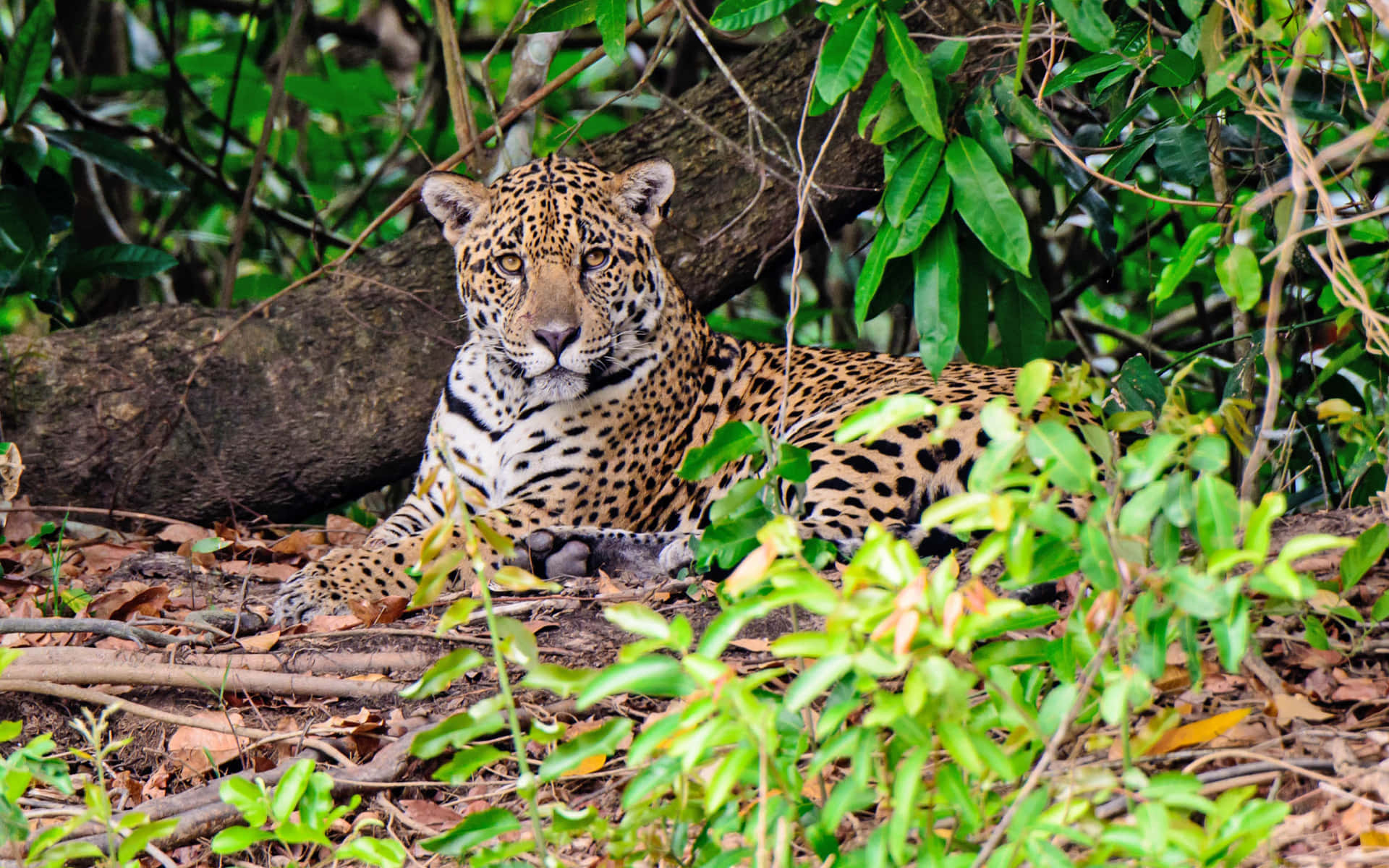 Etbillede Af En Jaguar, Der Brøler I Naturen.